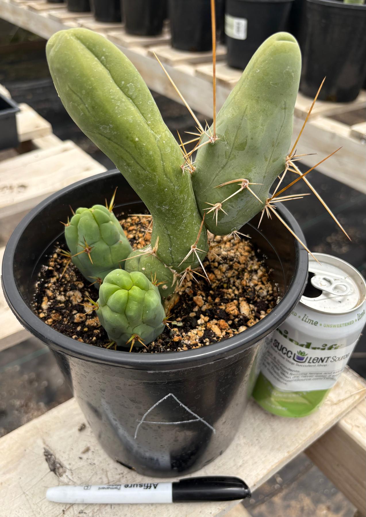 Trichocereus bridgesii forma monstrose TBM inermis aka Ornamental Penis Cactus Plant-Cactus - Medium-The Succulent Source