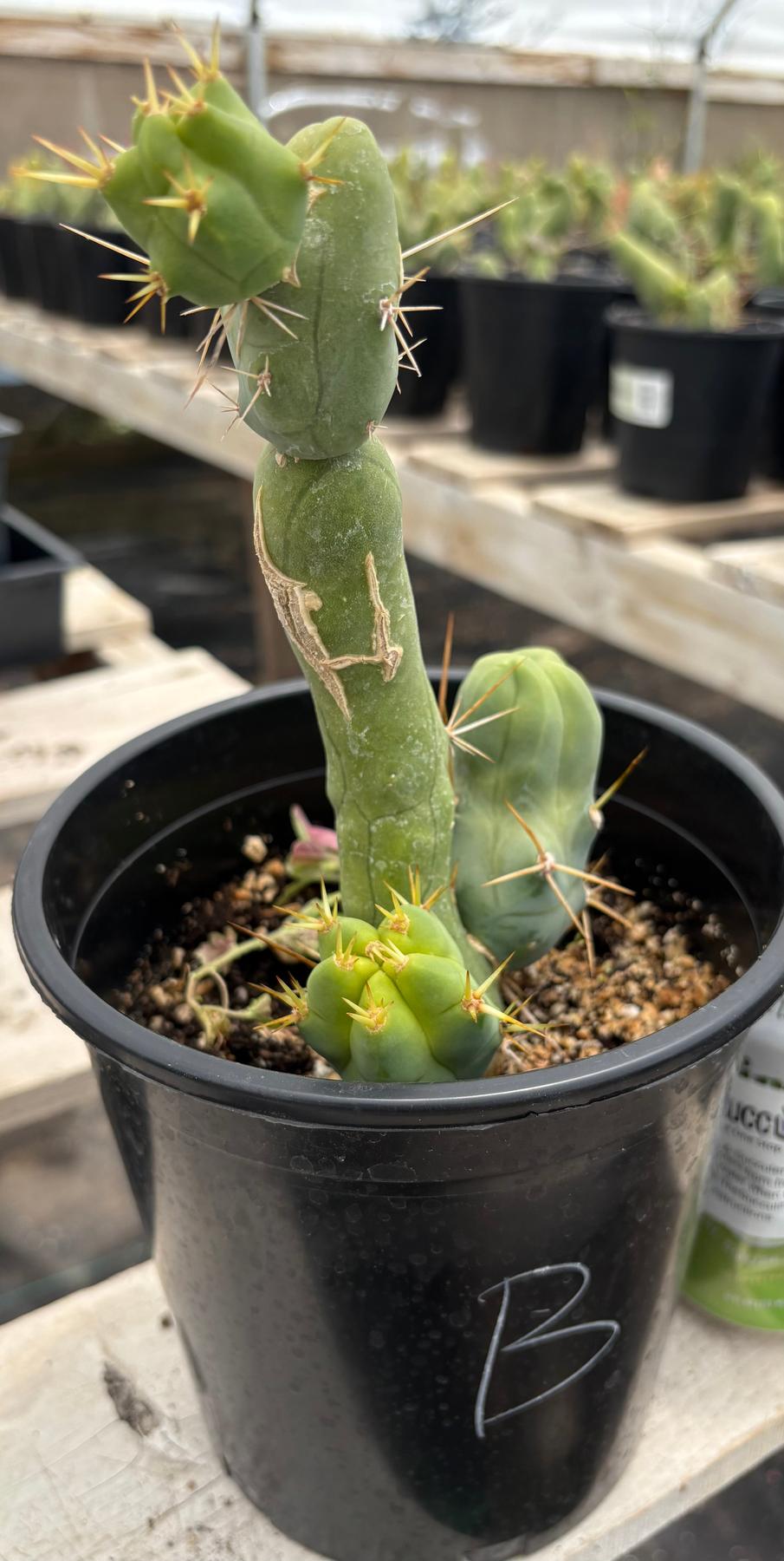 Trichocereus bridgesii forma monstrose TBM inermis aka Ornamental Penis Cactus Plant-Cactus - Medium-The Succulent Source