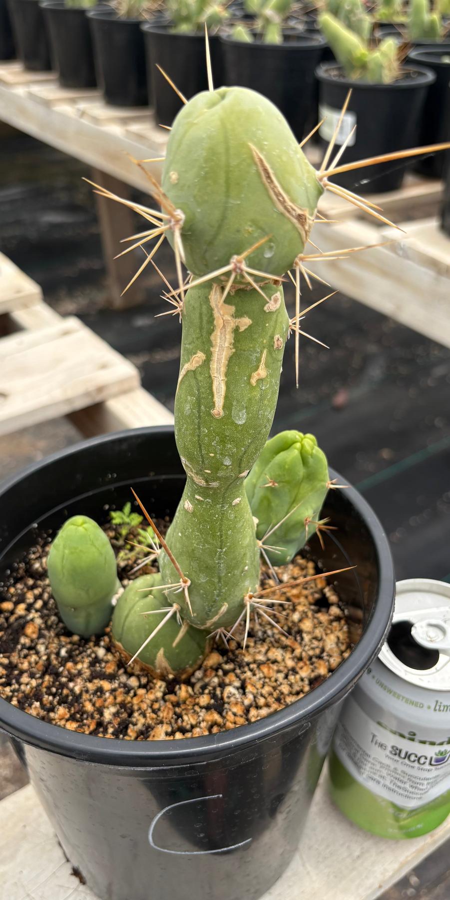 Trichocereus bridgesii forma monstrose TBM inermis aka Ornamental Penis Cactus Plant-Cactus - Medium-The Succulent Source