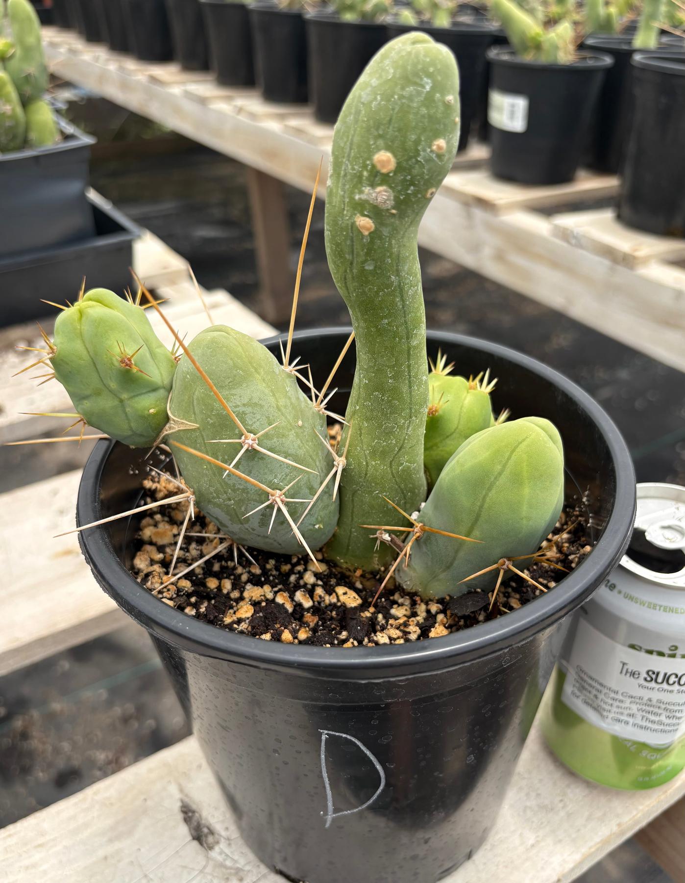 Trichocereus bridgesii forma monstrose TBM inermis aka Ornamental Penis Cactus Plant-Cactus - Medium-The Succulent Source