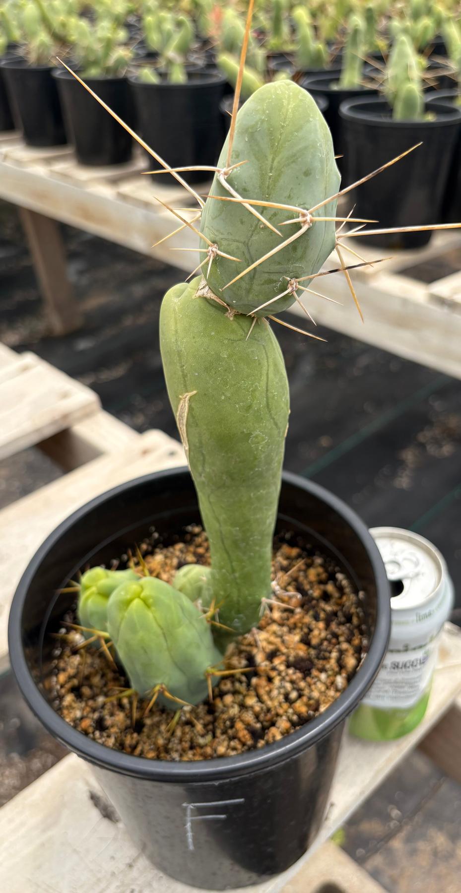 Trichocereus bridgesii forma monstrose TBM inermis aka Ornamental Penis Cactus Plant-Cactus - Medium-The Succulent Source