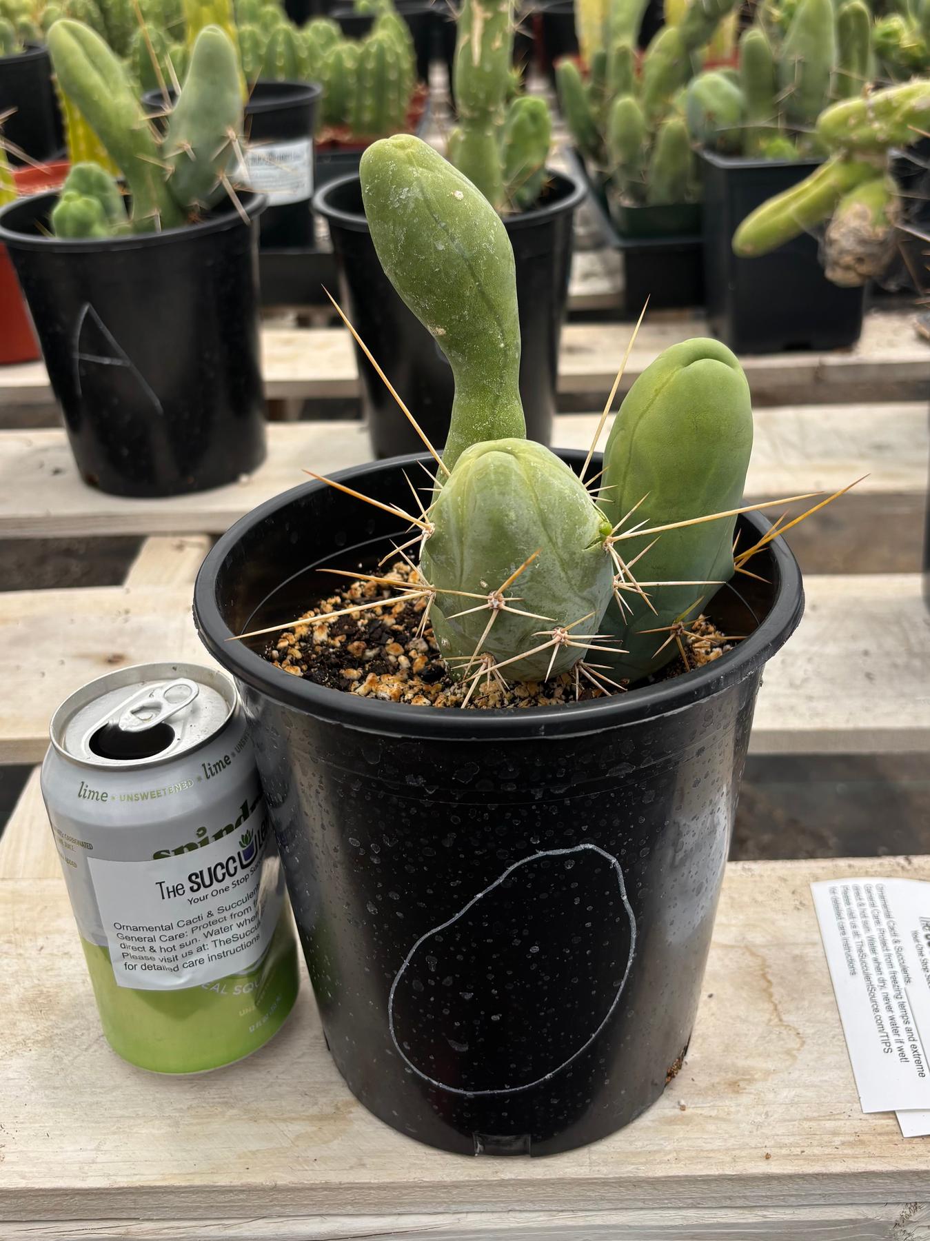 Trichocereus bridgesii forma monstrose TBM inermis aka Ornamental Penis Cactus Plant-Cactus - Medium-The Succulent Source