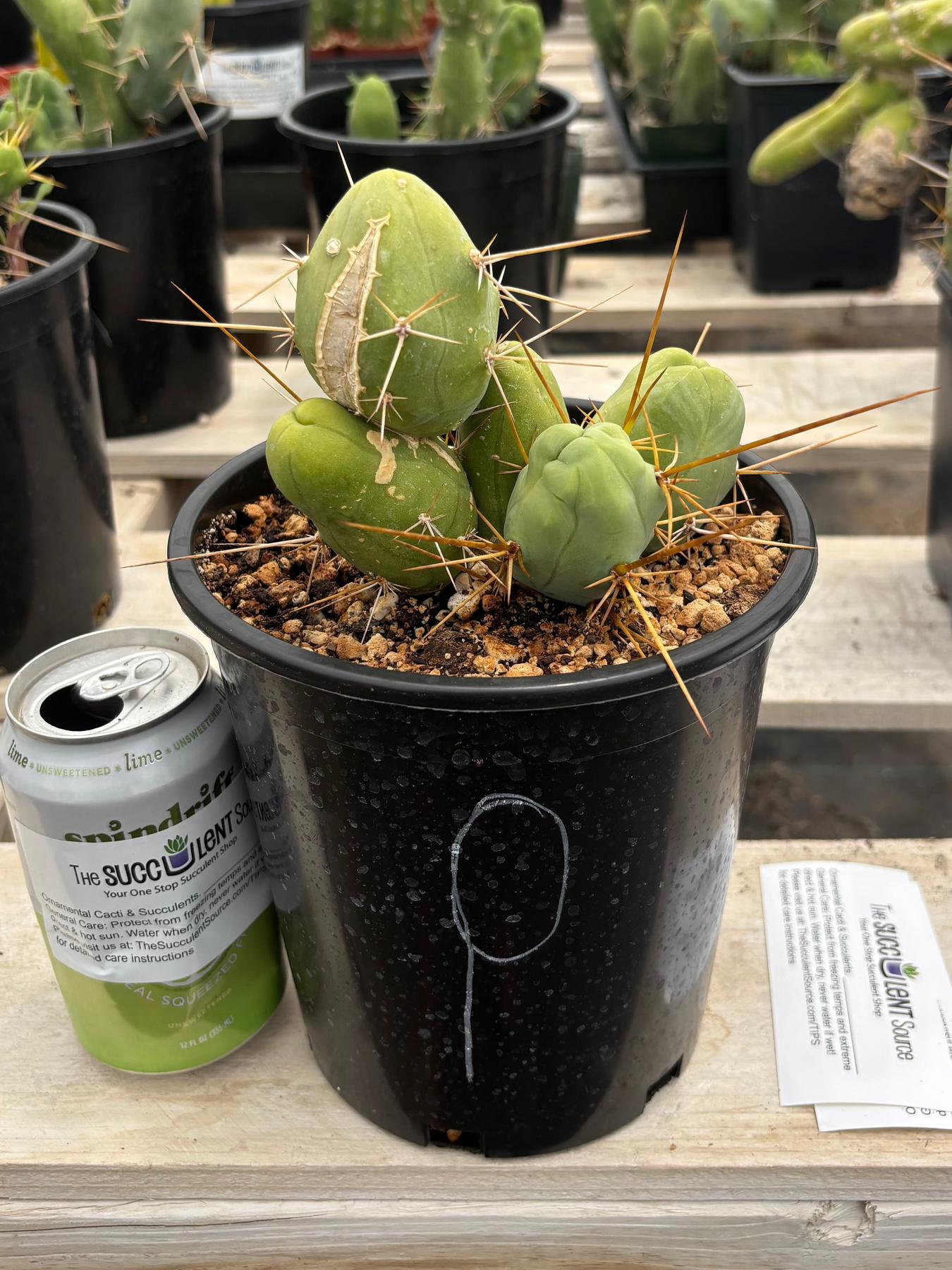 Trichocereus bridgesii forma monstrose TBM inermis aka Ornamental Penis Cactus Plant-Cactus - Medium-The Succulent Source