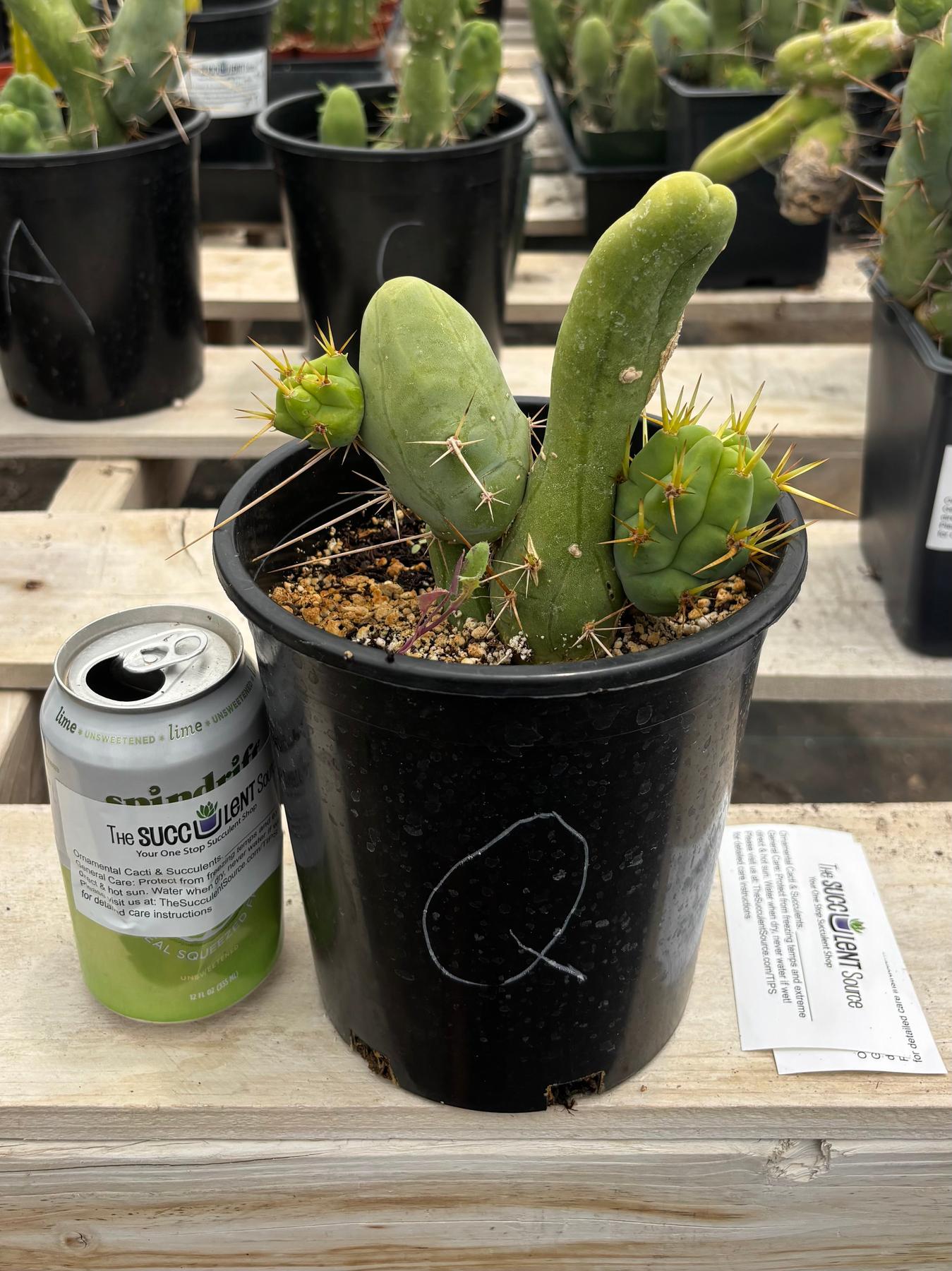 Trichocereus bridgesii forma monstrose TBM inermis aka Ornamental Penis Cactus Plant-Cactus - Medium-The Succulent Source