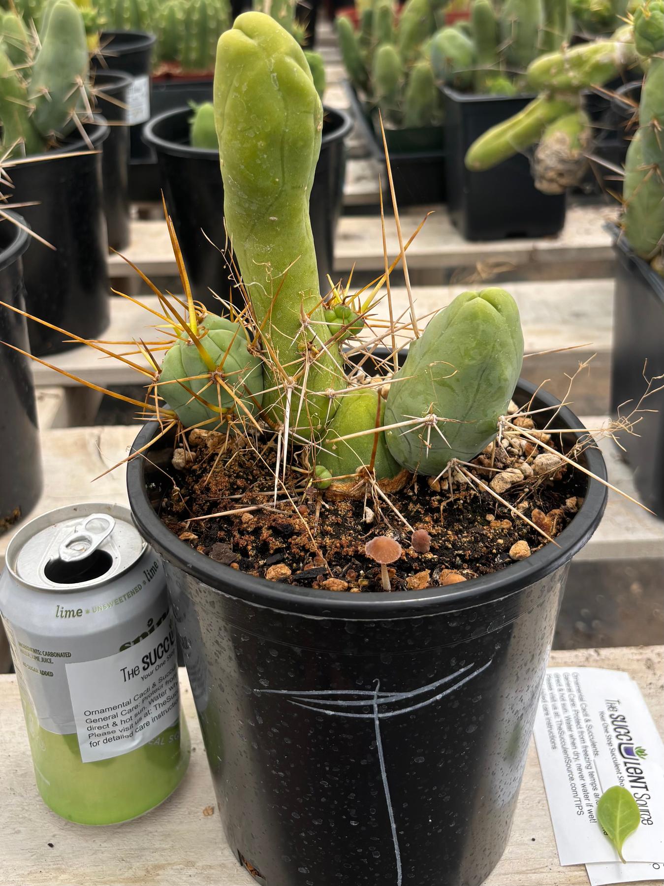 Trichocereus bridgesii forma monstrose TBM inermis aka Ornamental Penis Cactus Plant-Cactus - Medium-The Succulent Source