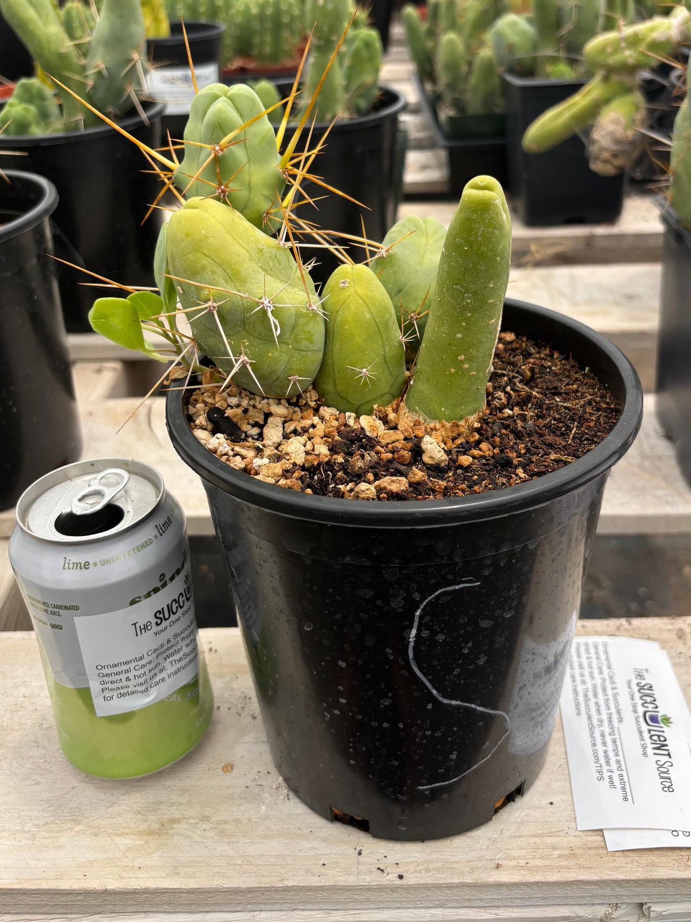 Trichocereus bridgesii forma monstrose TBM inermis aka Ornamental Penis Cactus Plant-Cactus - Medium-The Succulent Source