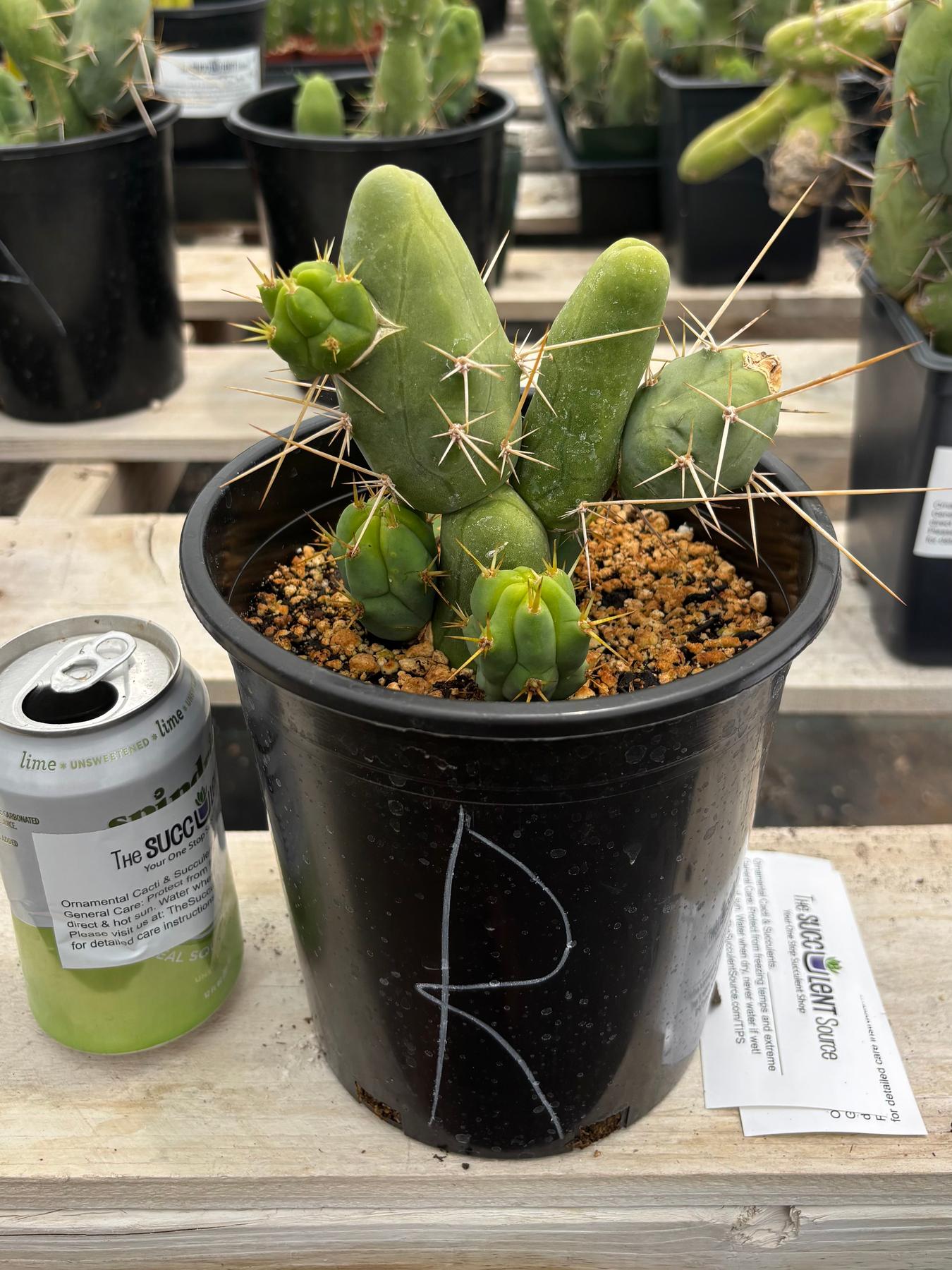 Trichocereus bridgesii forma monstrose TBM inermis aka Ornamental Penis Cactus Plant-Cactus - Medium-The Succulent Source