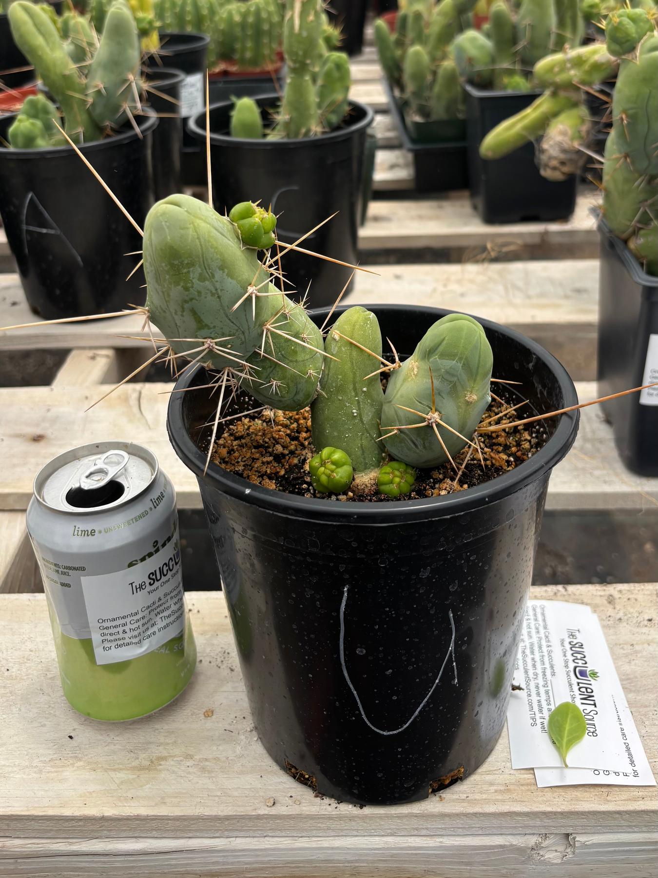 Trichocereus bridgesii forma monstrose TBM inermis aka Ornamental Penis Cactus Plant-Cactus - Medium-The Succulent Source