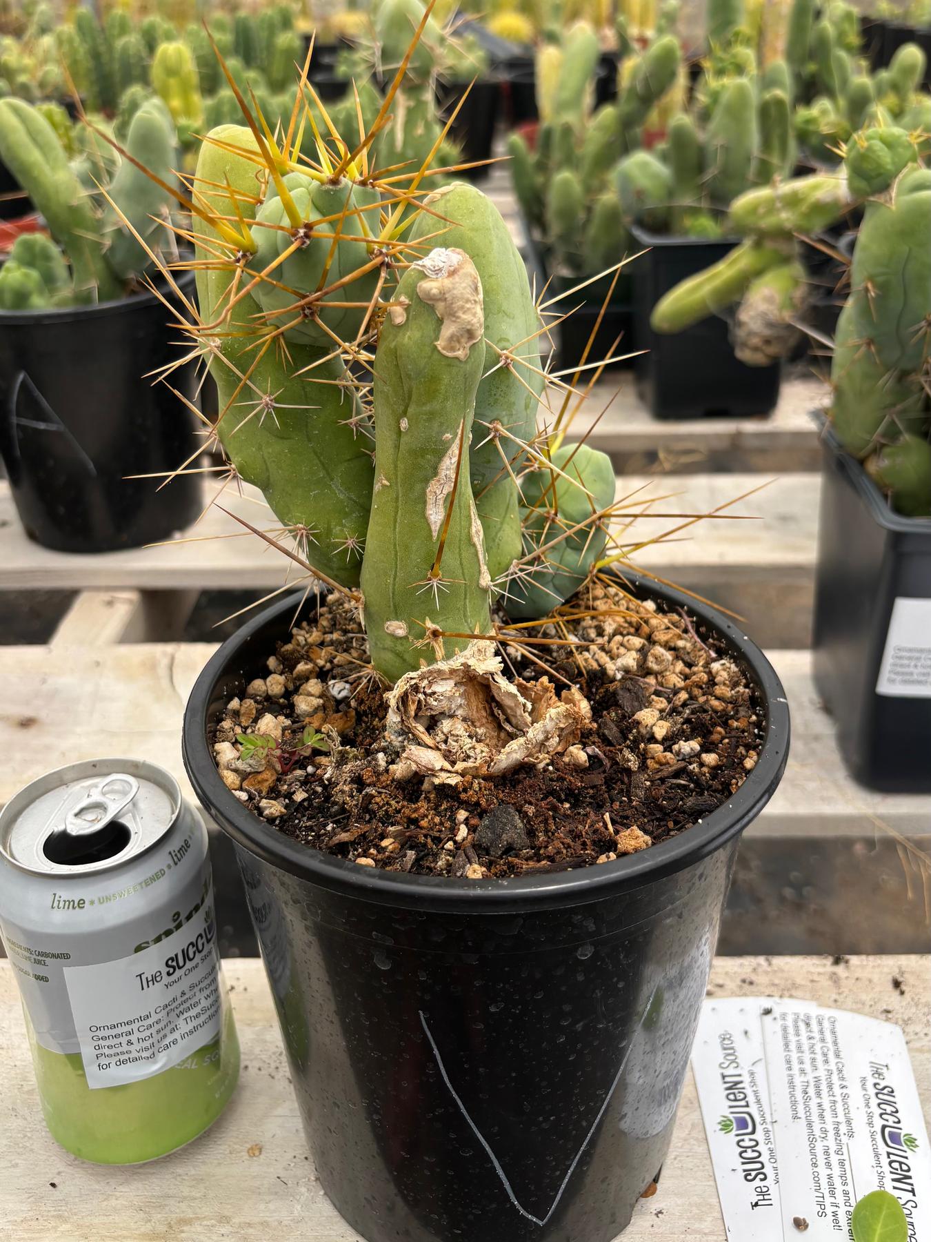 Trichocereus bridgesii forma monstrose TBM inermis aka Ornamental Penis Cactus Plant-Cactus - Medium-The Succulent Source