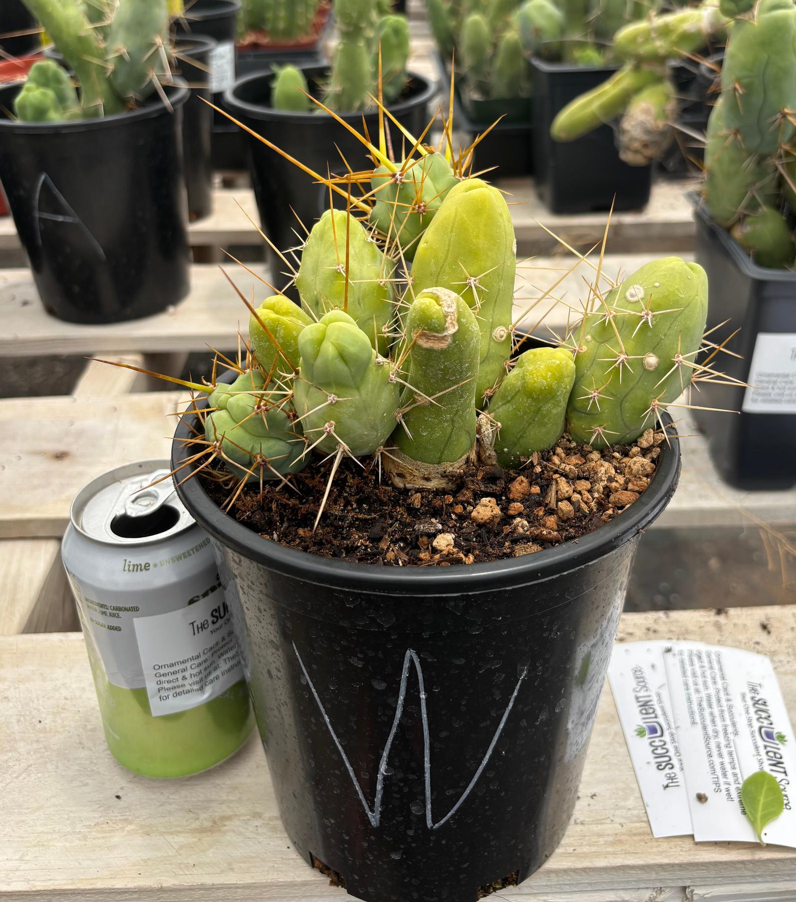 Trichocereus bridgesii forma monstrose TBM inermis aka Ornamental Penis Cactus Plant-Cactus - Medium-The Succulent Source