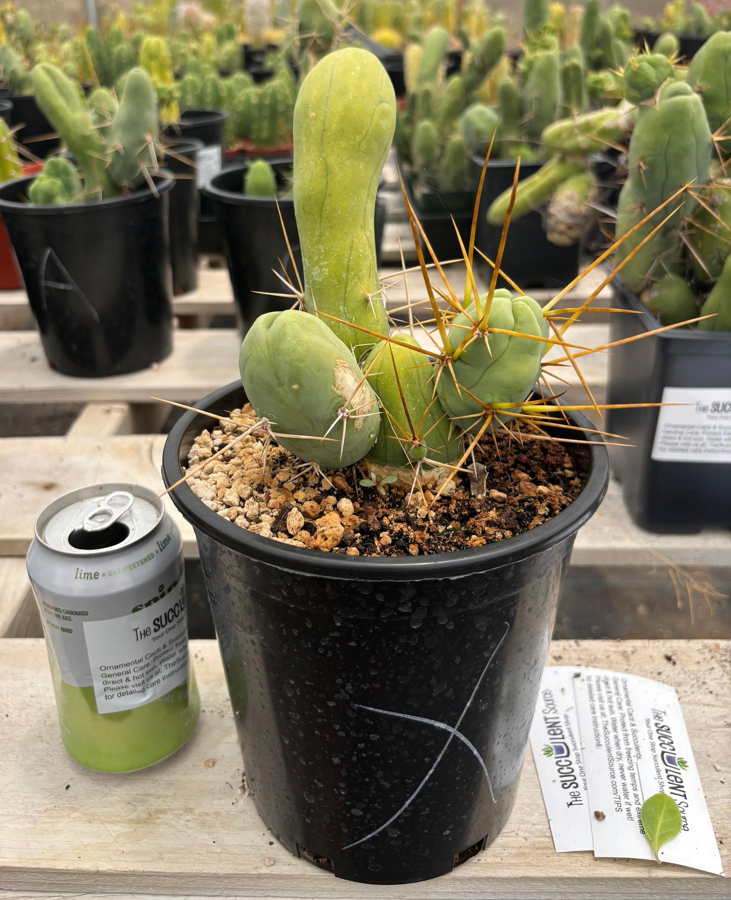 Trichocereus bridgesii forma monstrose TBM inermis aka Ornamental Penis Cactus Plant-Cactus - Medium-The Succulent Source