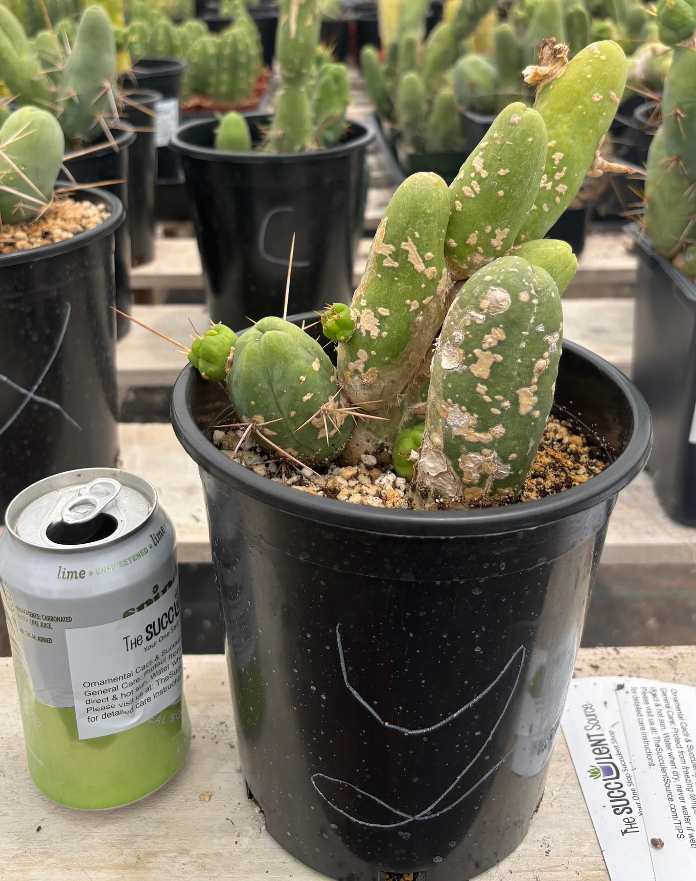 Trichocereus bridgesii forma monstrose TBM inermis aka Ornamental Penis Cactus Plant-Cactus - Medium-The Succulent Source