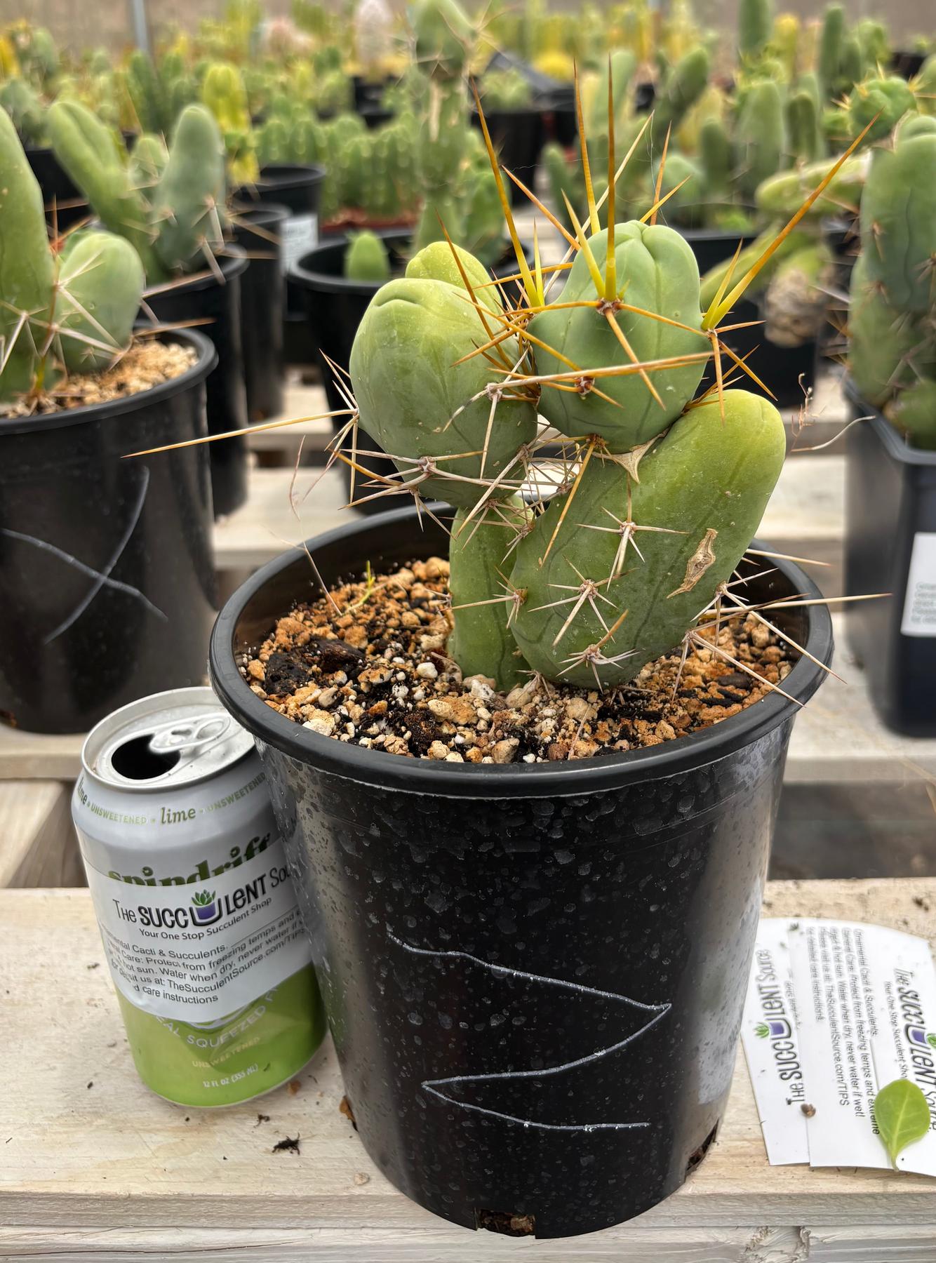 Trichocereus bridgesii forma monstrose TBM inermis aka Ornamental Penis Cactus Plant-Cactus - Medium-The Succulent Source