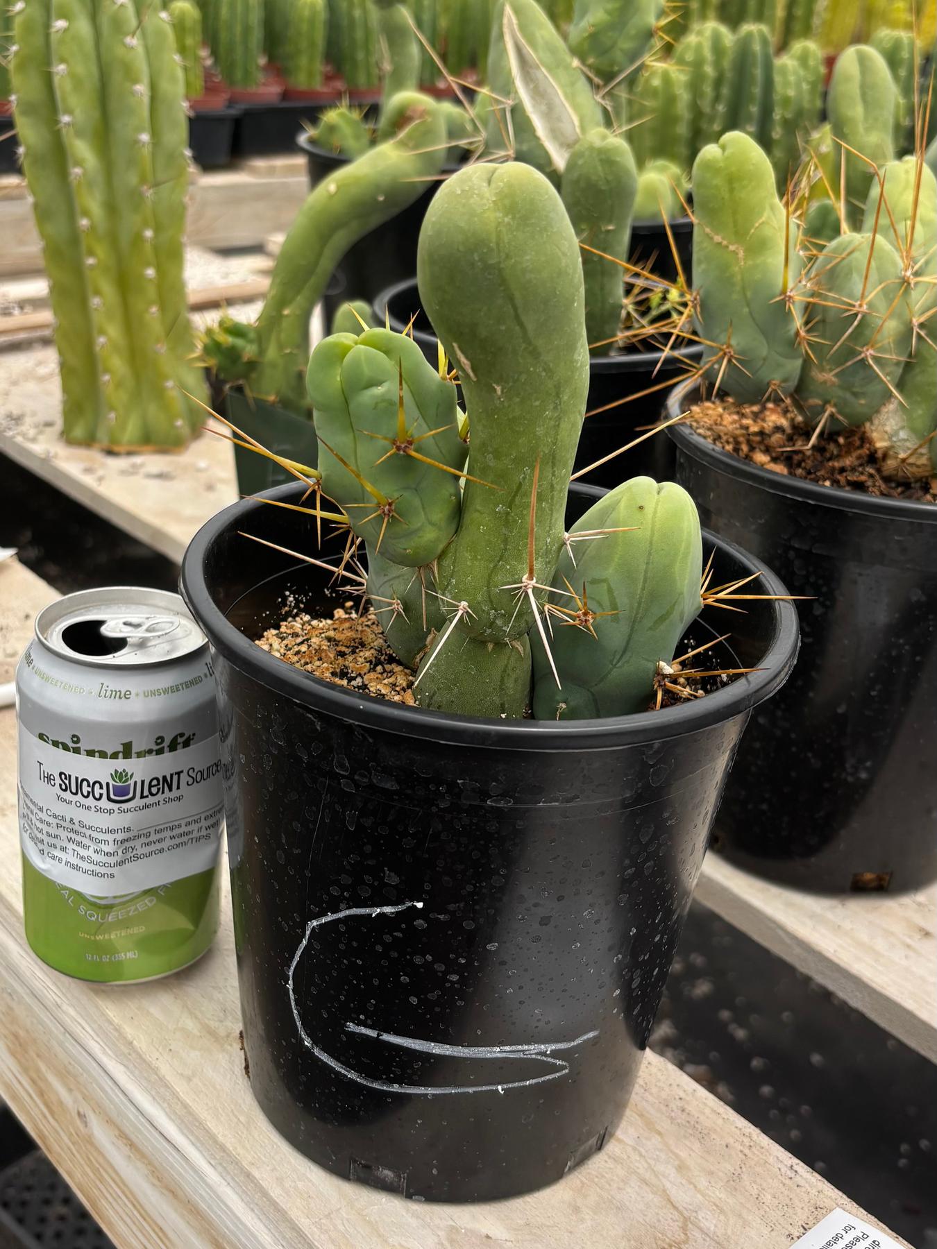Trichocereus bridgesii forma monstrose TBM inermis aka Ornamental Penis Cactus Plant-Cactus - Medium-The Succulent Source