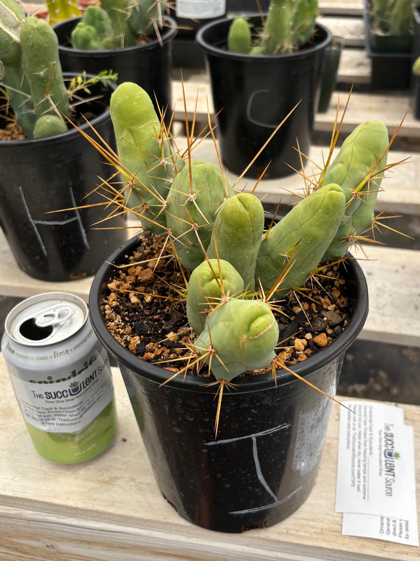 Trichocereus bridgesii forma monstrose TBM inermis aka Ornamental Penis Cactus Plant-Cactus - Medium-The Succulent Source