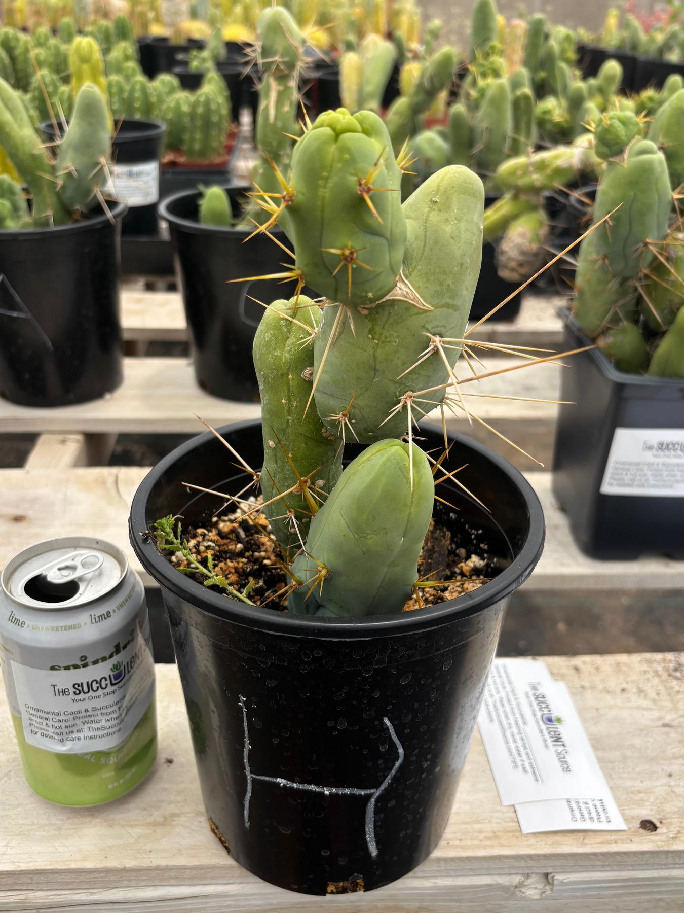 Trichocereus bridgesii forma monstrose TBM inermis aka Ornamental Penis Cactus Plant-Cactus - Medium-The Succulent Source