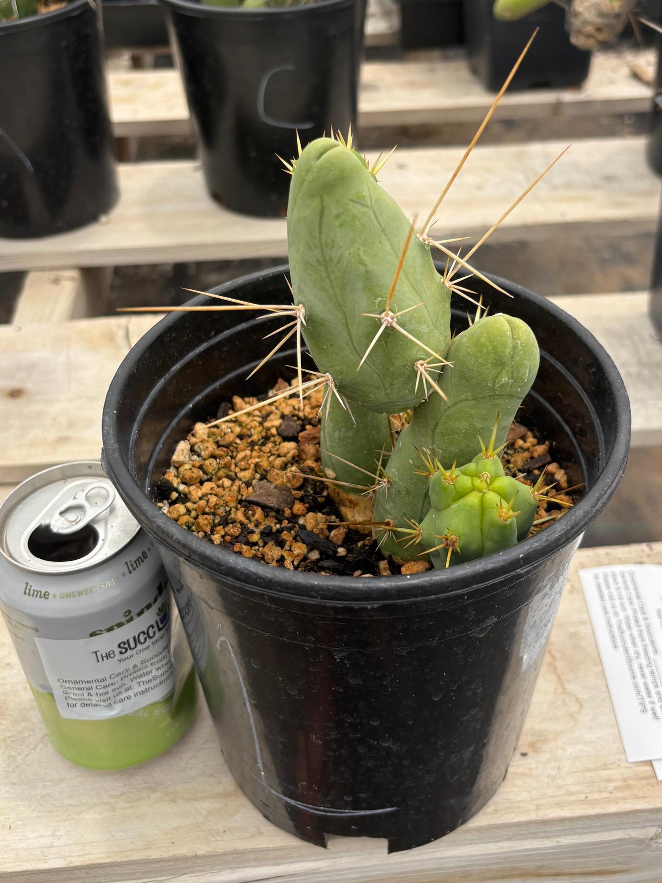 Trichocereus bridgesii forma monstrose TBM inermis aka Ornamental Penis Cactus Plant-Cactus - Medium-The Succulent Source