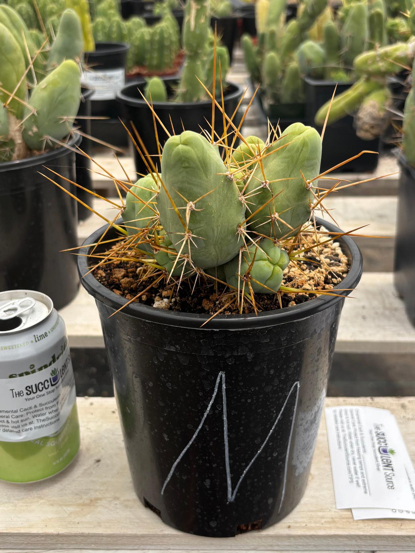 Trichocereus bridgesii forma monstrose TBM inermis aka Ornamental Penis Cactus Plant-Cactus - Medium-The Succulent Source
