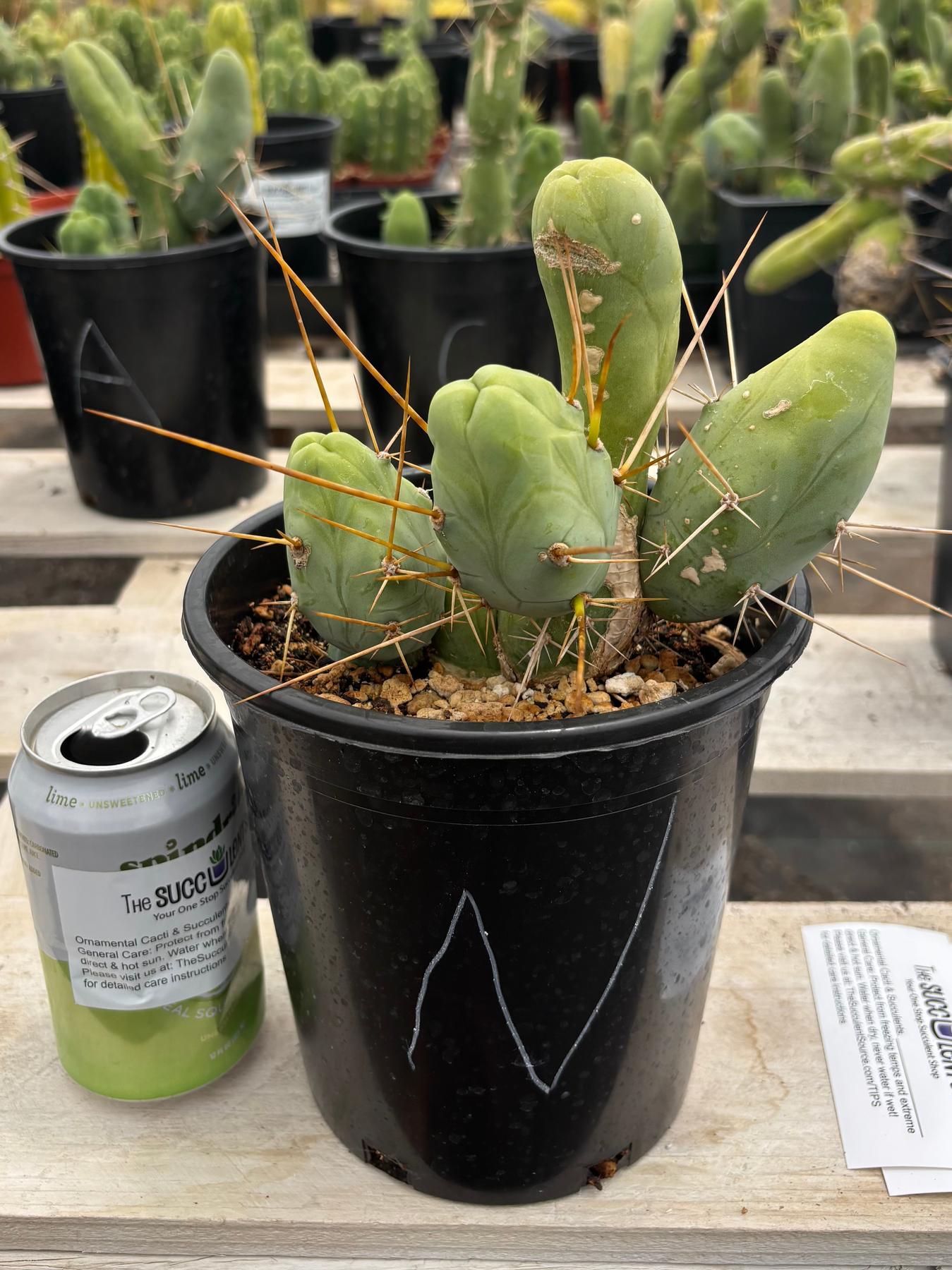 Trichocereus bridgesii forma monstrose TBM inermis aka Ornamental Penis Cactus Plant-Cactus - Medium-The Succulent Source