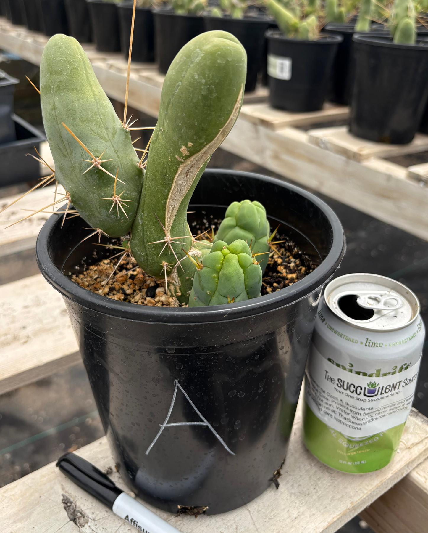 Trichocereus bridgesii forma monstrose TBM inermis aka Ornamental Penis Cactus Plant-Cactus - Medium-The Succulent Source