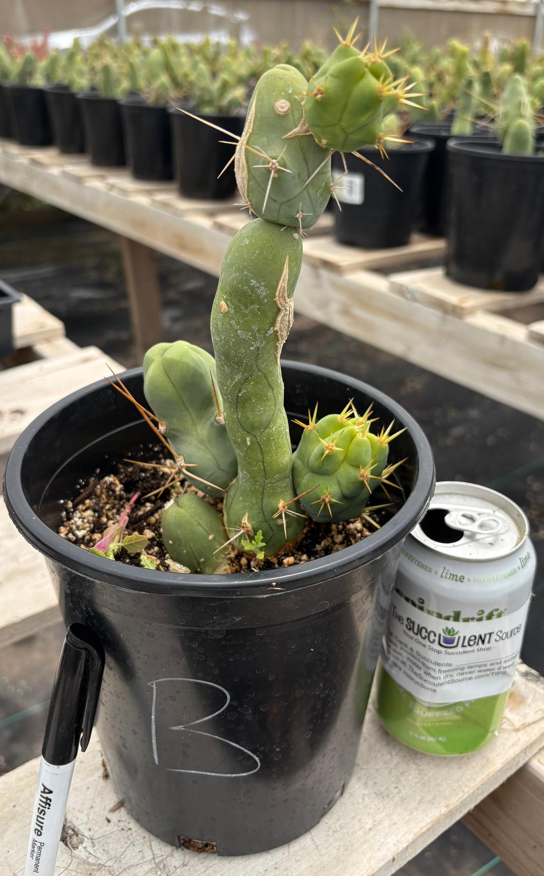 Trichocereus bridgesii forma monstrose TBM inermis aka Ornamental Penis Cactus Plant-Cactus - Medium-The Succulent Source