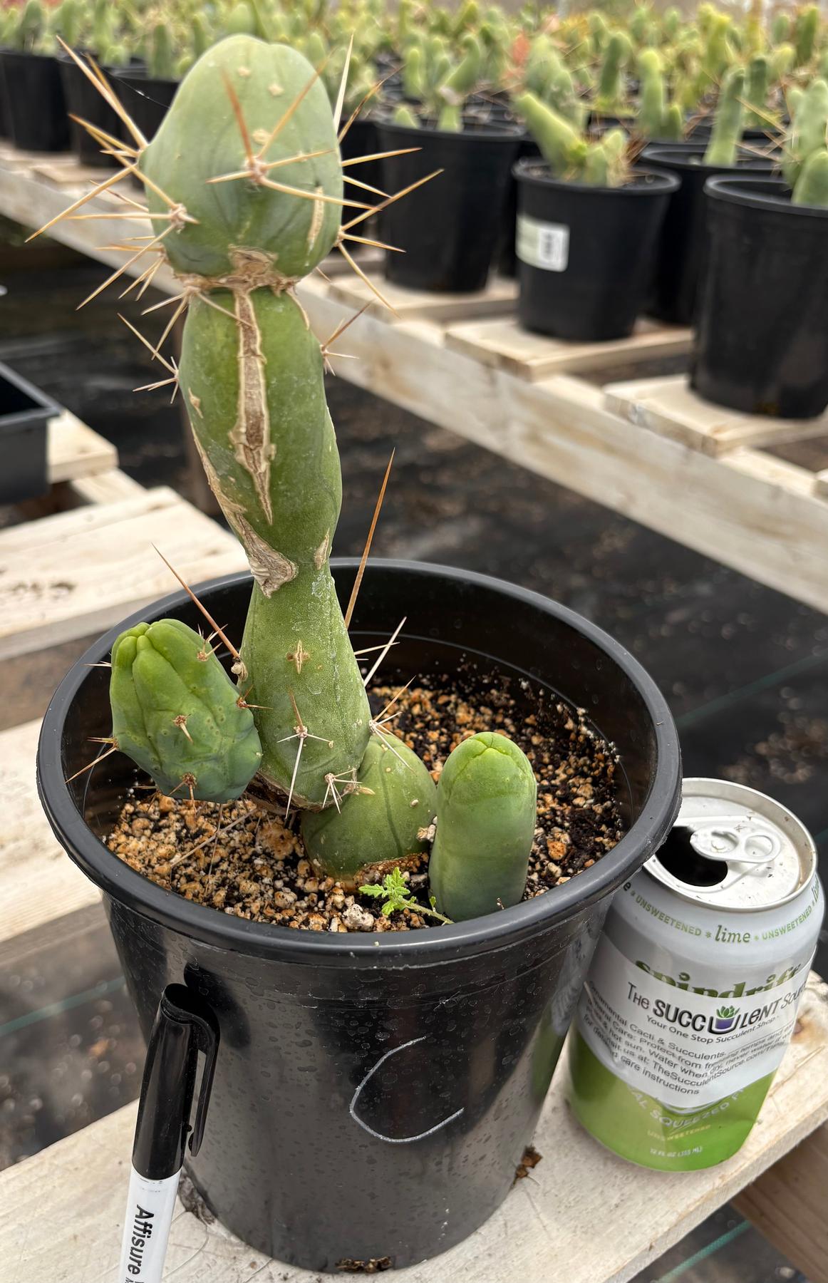 Trichocereus bridgesii forma monstrose TBM inermis aka Ornamental Penis Cactus Plant-Cactus - Medium-The Succulent Source