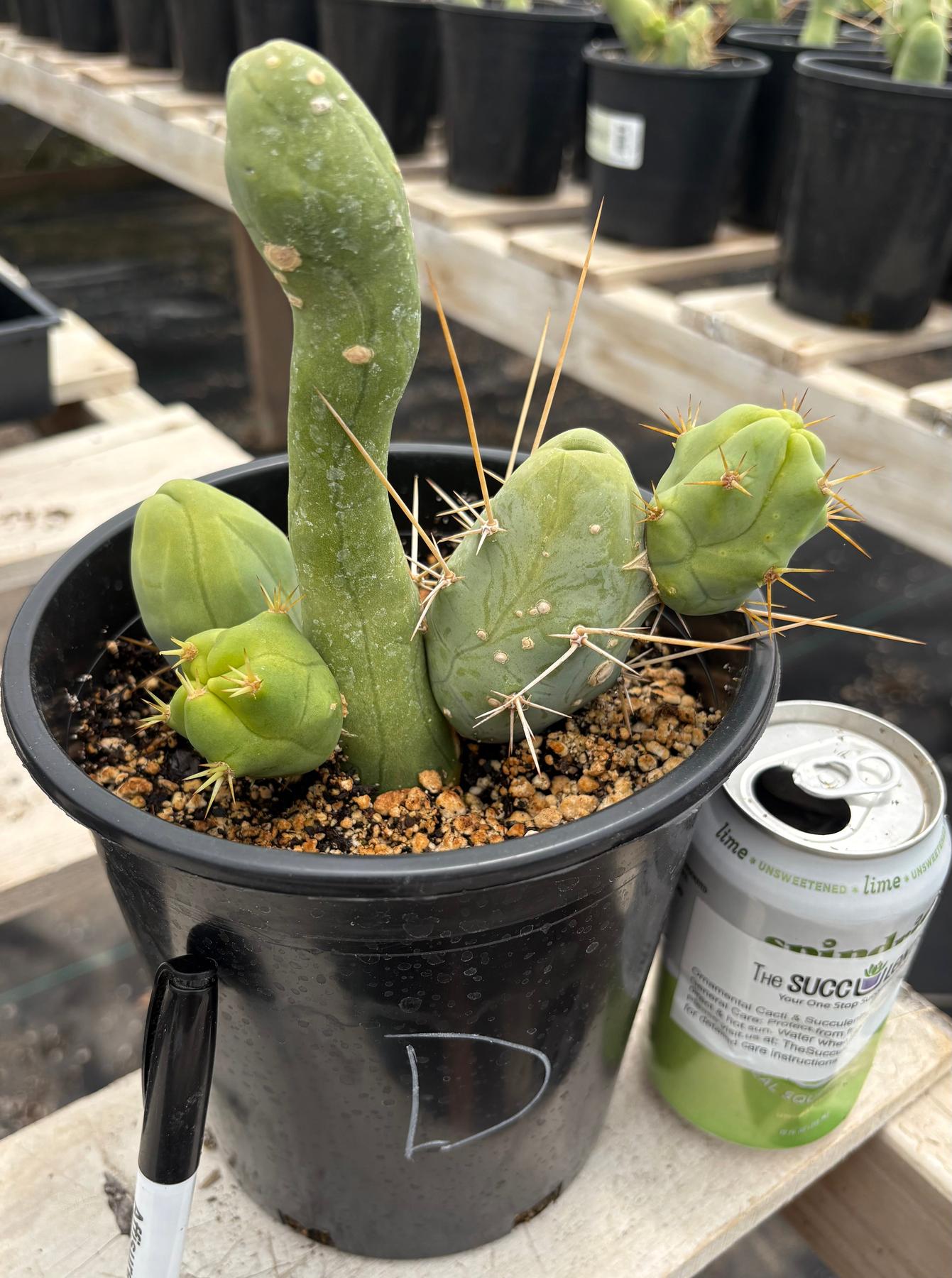Trichocereus bridgesii forma monstrose TBM inermis aka Ornamental Penis Cactus Plant-Cactus - Medium-The Succulent Source