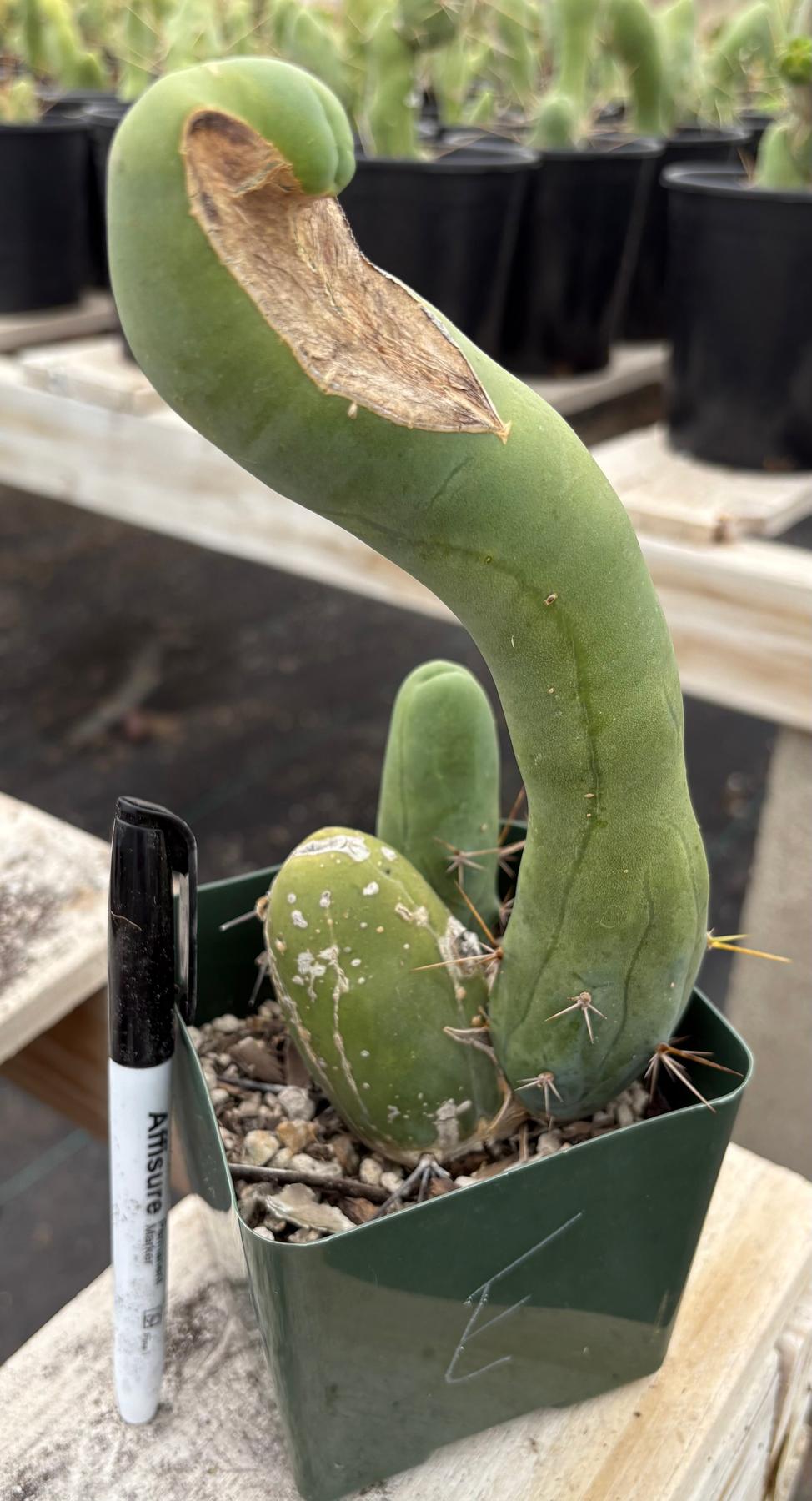 Trichocereus bridgesii forma monstrose TBM inermis aka Ornamental Penis Cactus Plant-Cactus - Medium-The Succulent Source