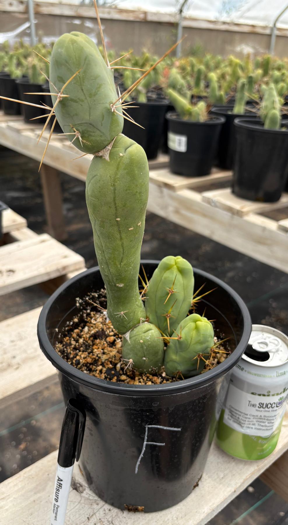Trichocereus bridgesii forma monstrose TBM inermis aka Ornamental Penis Cactus Plant-Cactus - Medium-The Succulent Source