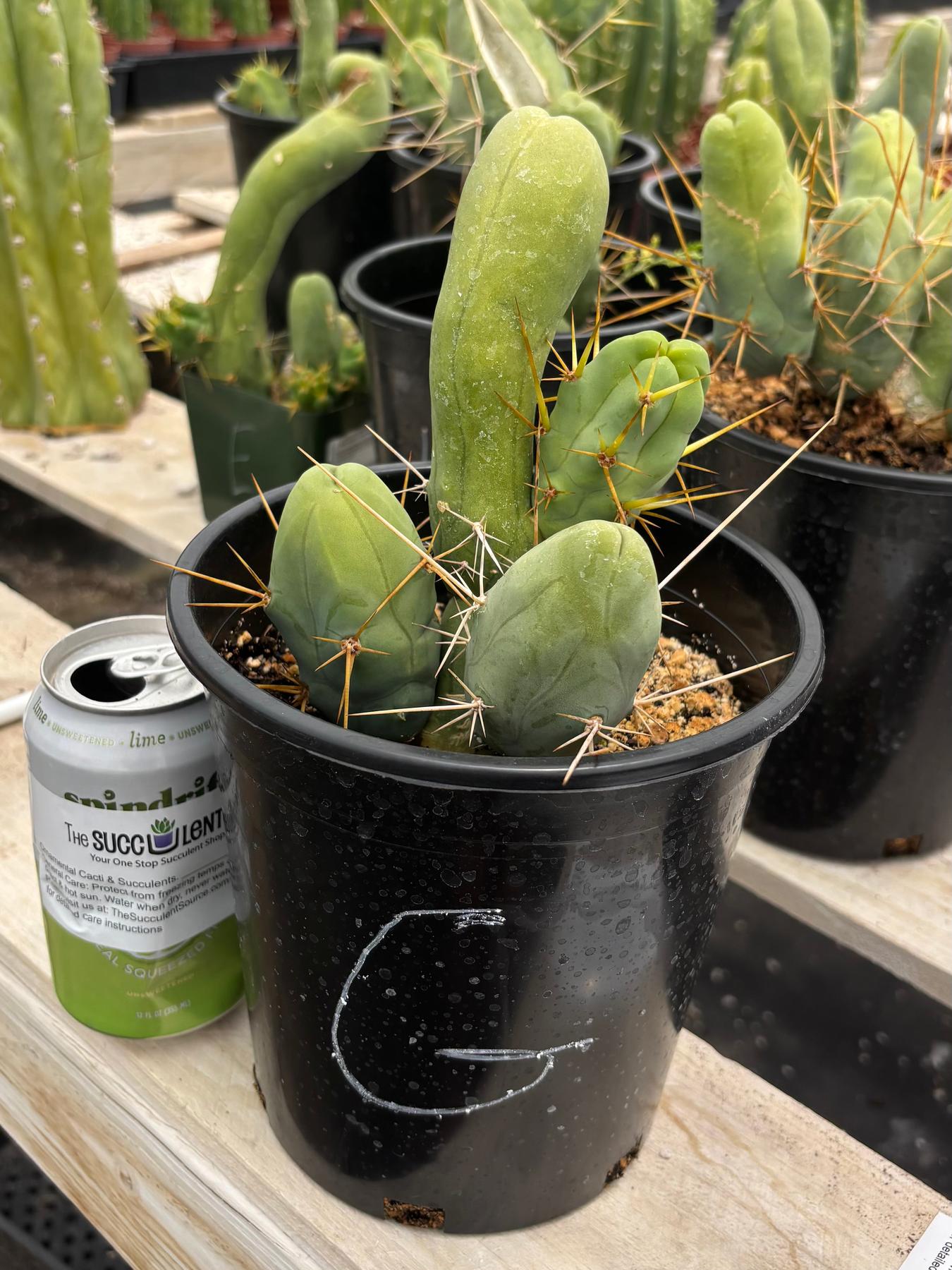 Trichocereus bridgesii forma monstrose TBM inermis aka Ornamental Penis Cactus Plant-Cactus - Medium-The Succulent Source