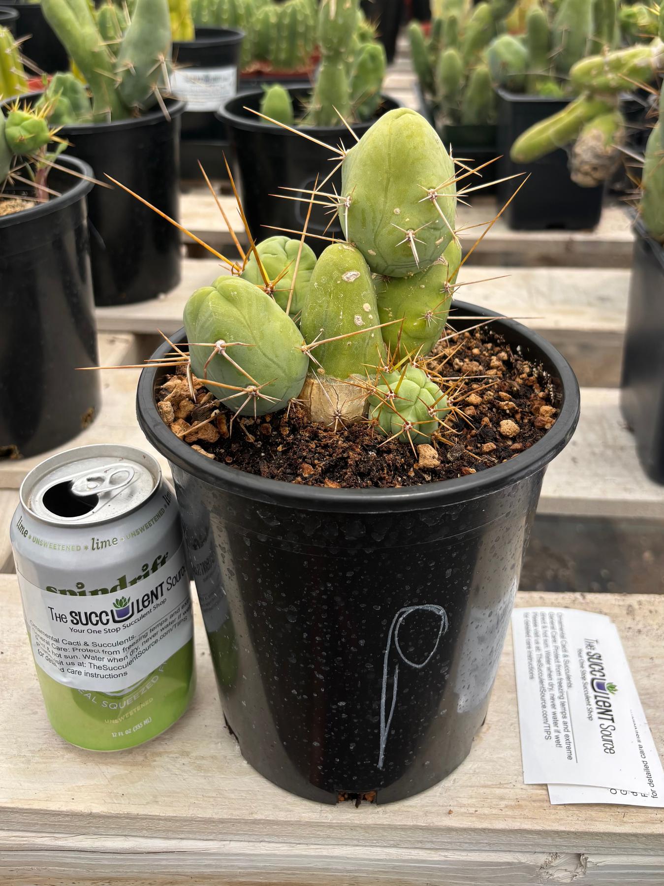 Trichocereus bridgesii forma monstrose TBM inermis aka Ornamental Penis Cactus Plant-Cactus - Medium-The Succulent Source