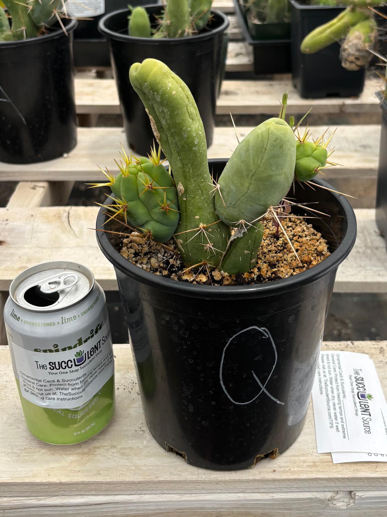 Trichocereus bridgesii forma monstrose TBM inermis aka Ornamental Penis Cactus Plant-Cactus - Medium-The Succulent Source
