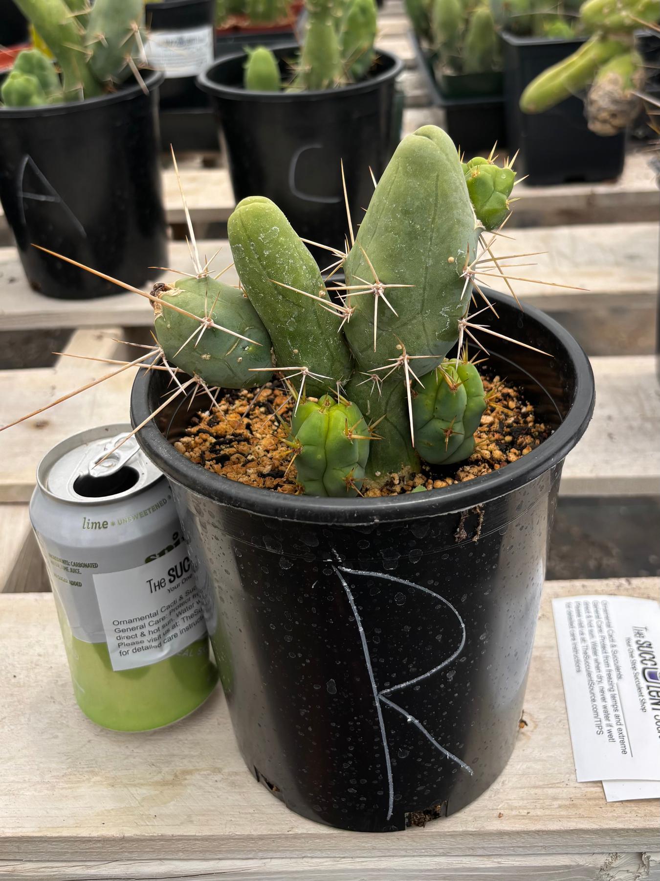 Trichocereus bridgesii forma monstrose TBM inermis aka Ornamental Penis Cactus Plant-Cactus - Medium-The Succulent Source