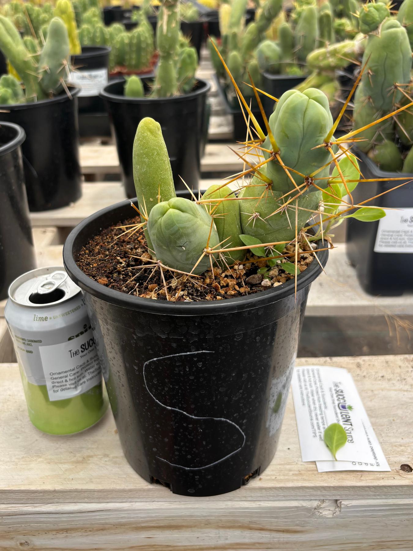 Trichocereus bridgesii forma monstrose TBM inermis aka Ornamental Penis Cactus Plant-Cactus - Medium-The Succulent Source