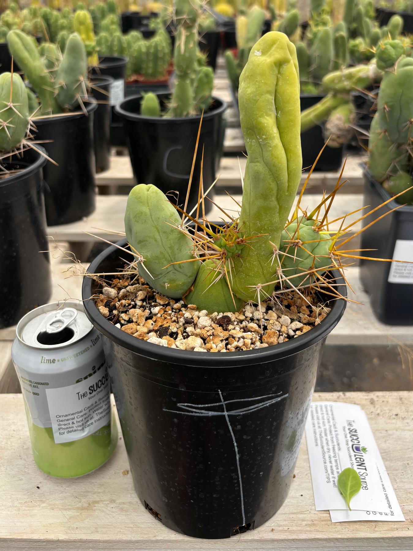 Trichocereus bridgesii forma monstrose TBM inermis aka Ornamental Penis Cactus Plant-Cactus - Medium-The Succulent Source
