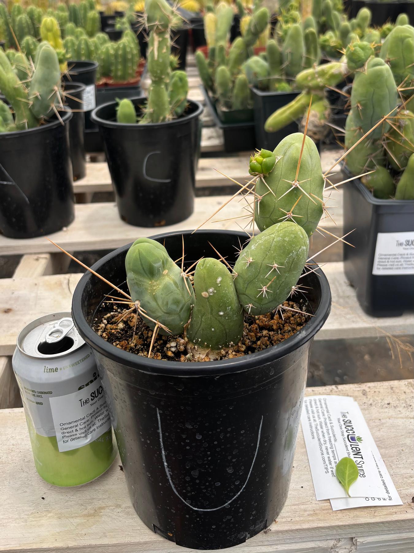 Trichocereus bridgesii forma monstrose TBM inermis aka Ornamental Penis Cactus Plant-Cactus - Medium-The Succulent Source