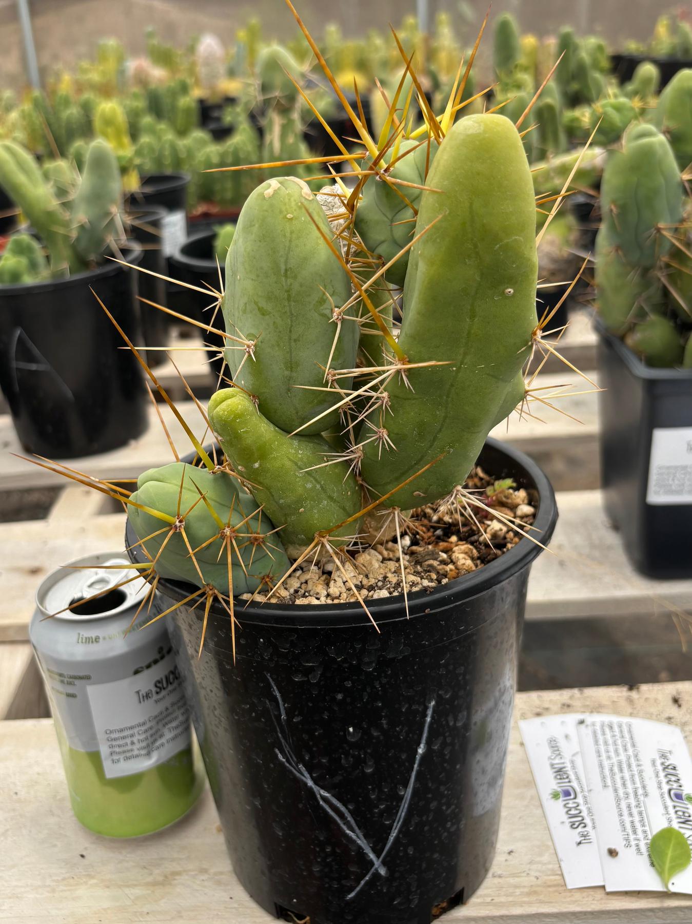 Trichocereus bridgesii forma monstrose TBM inermis aka Ornamental Penis Cactus Plant-Cactus - Medium-The Succulent Source