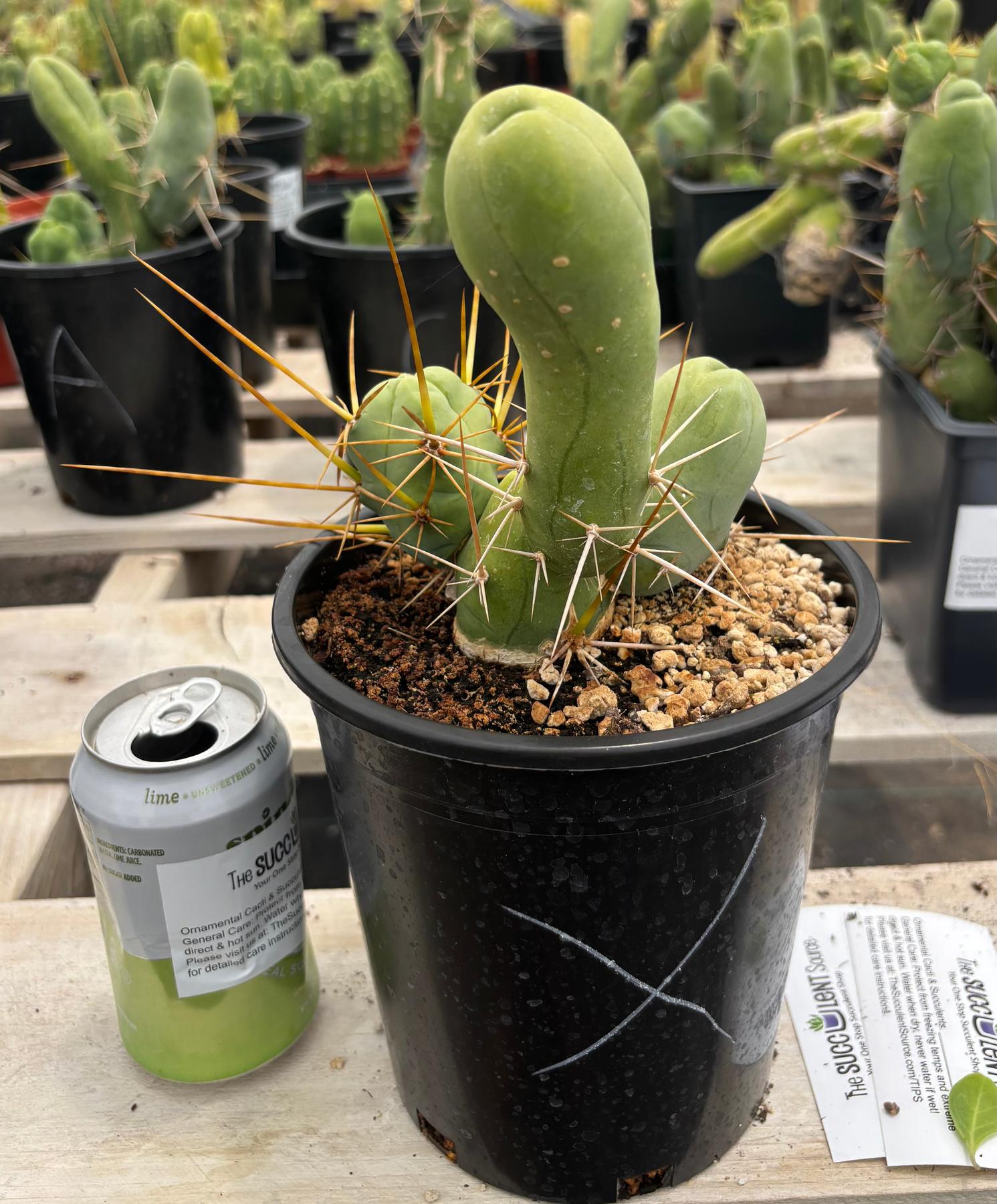 Trichocereus bridgesii forma monstrose TBM inermis aka Ornamental Penis Cactus Plant-Cactus - Medium-The Succulent Source