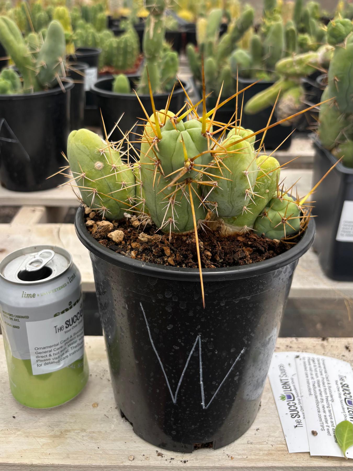 Trichocereus bridgesii forma monstrose TBM inermis aka Ornamental Penis Cactus Plant-Cactus - Medium-The Succulent Source