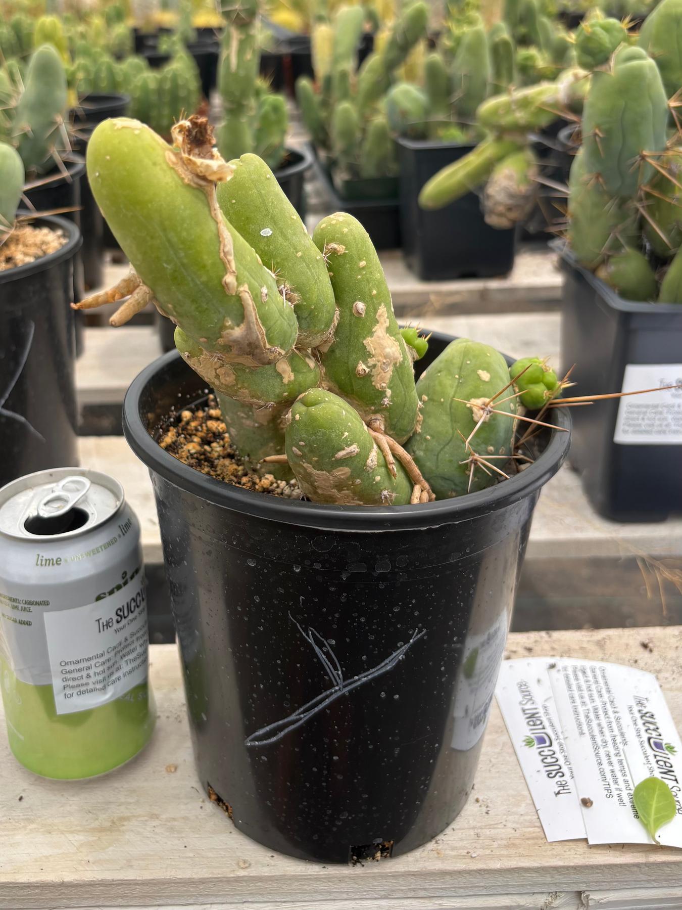 Trichocereus bridgesii forma monstrose TBM inermis aka Ornamental Penis Cactus Plant-Cactus - Medium-The Succulent Source