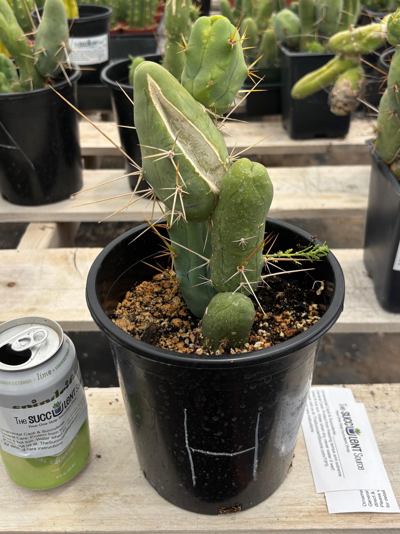 Trichocereus bridgesii forma monstrose TBM inermis aka Ornamental Penis Cactus Plant-Cactus - Medium-The Succulent Source