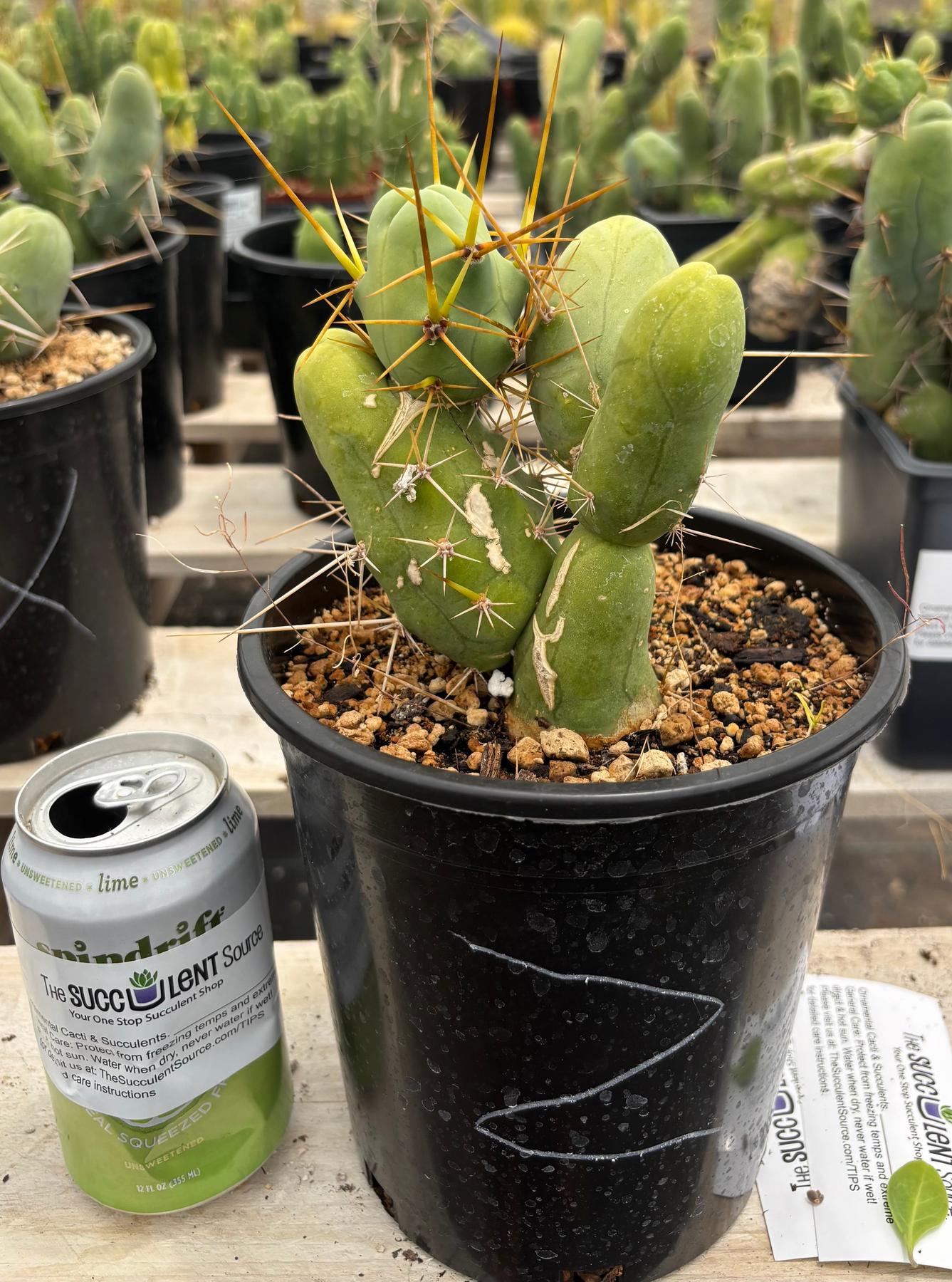 Trichocereus bridgesii forma monstrose TBM inermis aka Ornamental Penis Cactus Plant-Cactus - Medium-The Succulent Source