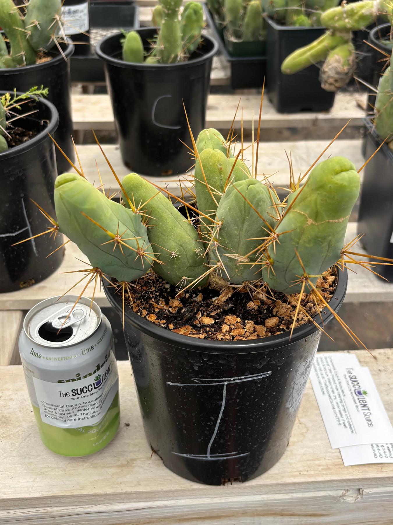 Trichocereus bridgesii forma monstrose TBM inermis aka Ornamental Penis Cactus Plant-Cactus - Medium-The Succulent Source