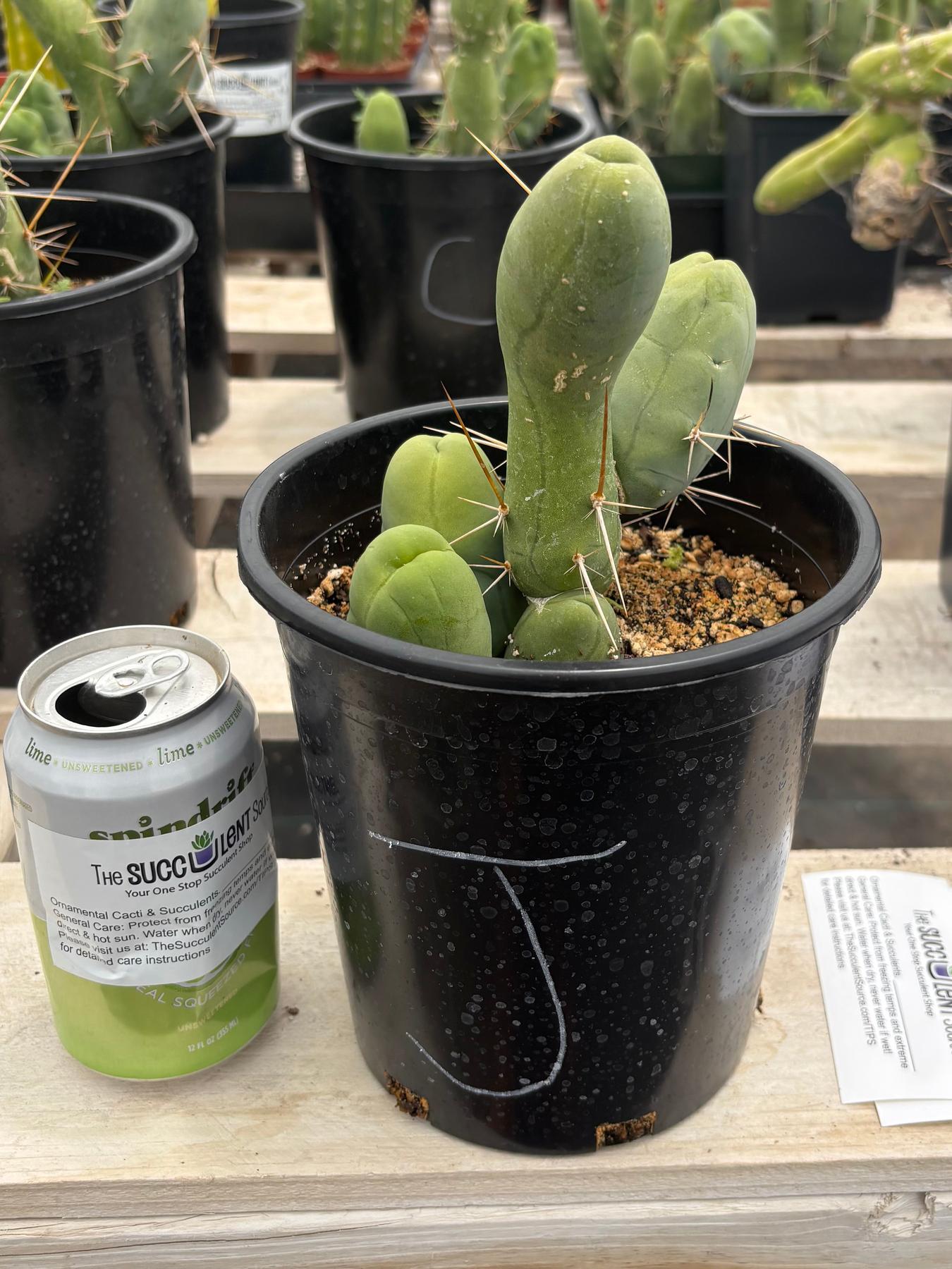 Trichocereus bridgesii forma monstrose TBM inermis aka Ornamental Penis Cactus Plant-Cactus - Medium-The Succulent Source