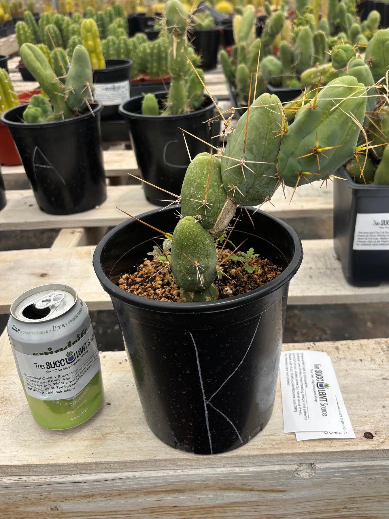 Trichocereus bridgesii forma monstrose TBM inermis aka Ornamental Penis Cactus Plant-Cactus - Medium-The Succulent Source