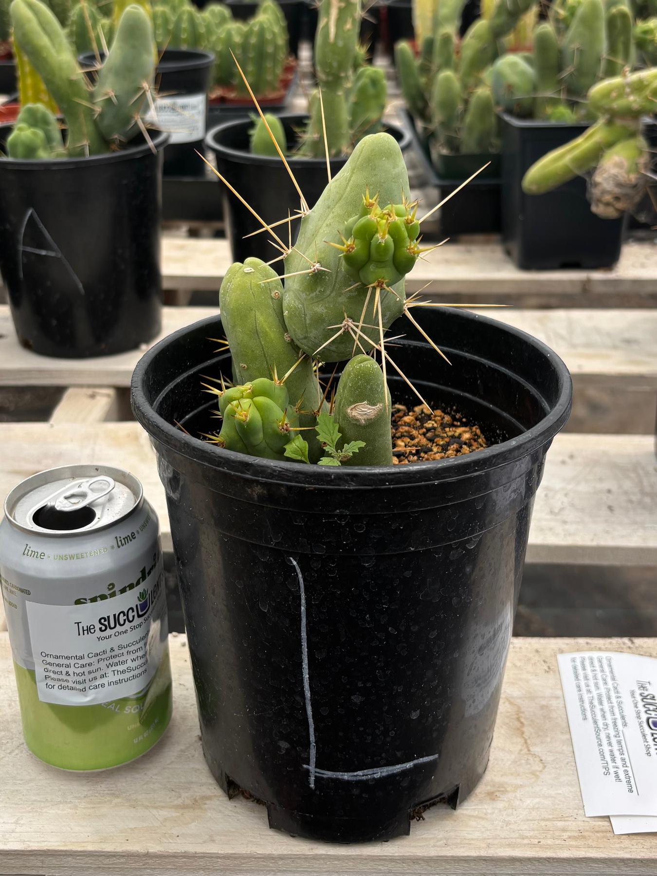 Trichocereus bridgesii forma monstrose TBM inermis aka Ornamental Penis Cactus Plant-Cactus - Medium-The Succulent Source