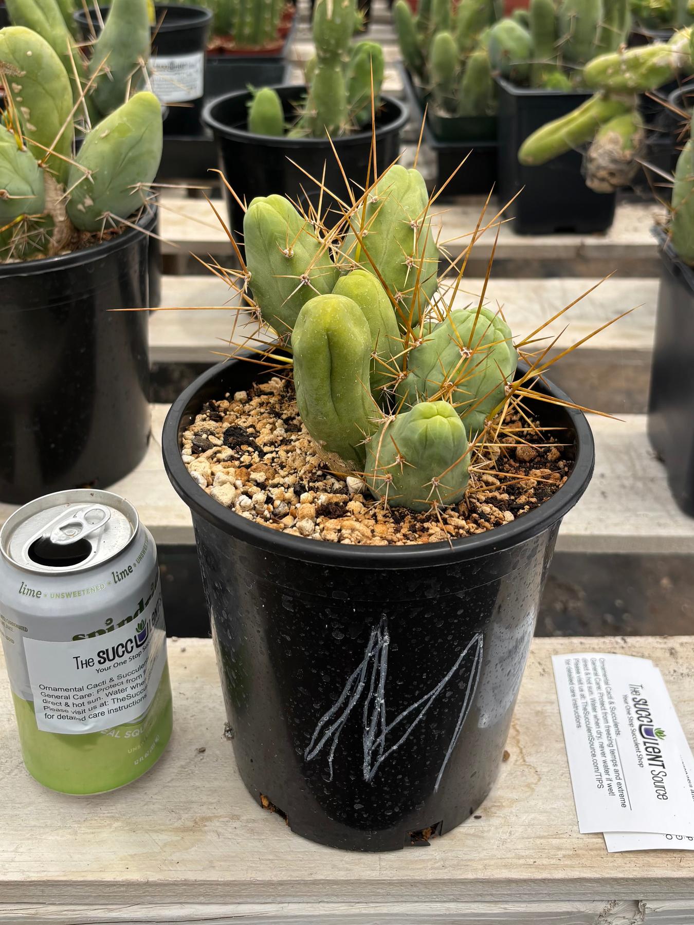 Trichocereus bridgesii forma monstrose TBM inermis aka Ornamental Penis Cactus Plant-Cactus - Medium-The Succulent Source