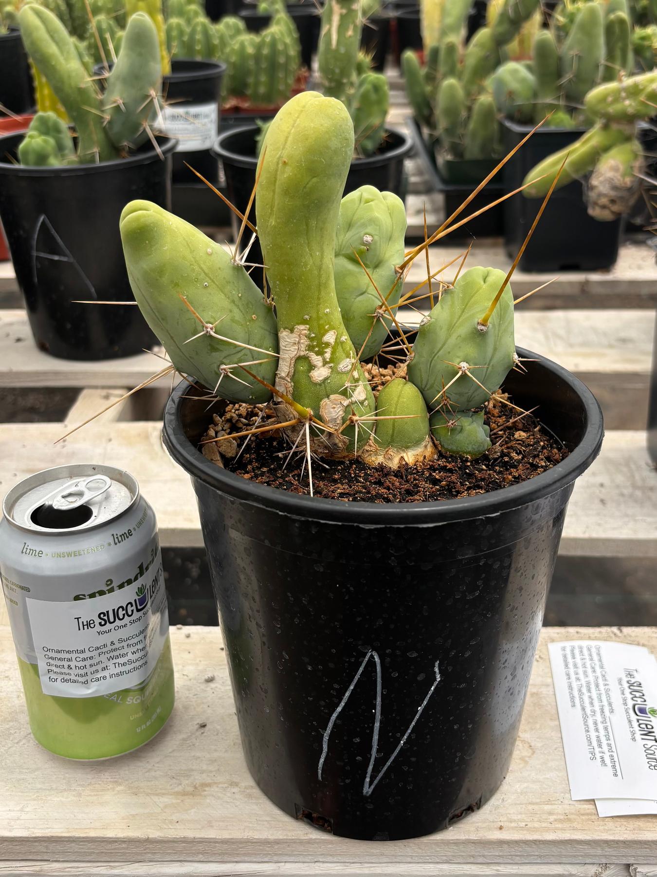 Trichocereus bridgesii forma monstrose TBM inermis aka Ornamental Penis Cactus Plant-Cactus - Medium-The Succulent Source