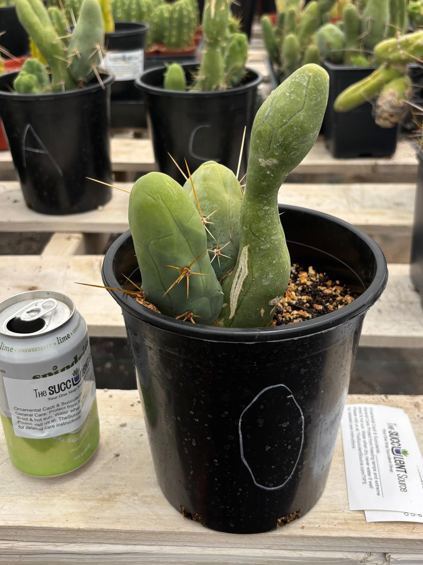 Trichocereus bridgesii forma monstrose TBM inermis aka Ornamental Penis Cactus Plant-Cactus - Medium-The Succulent Source
