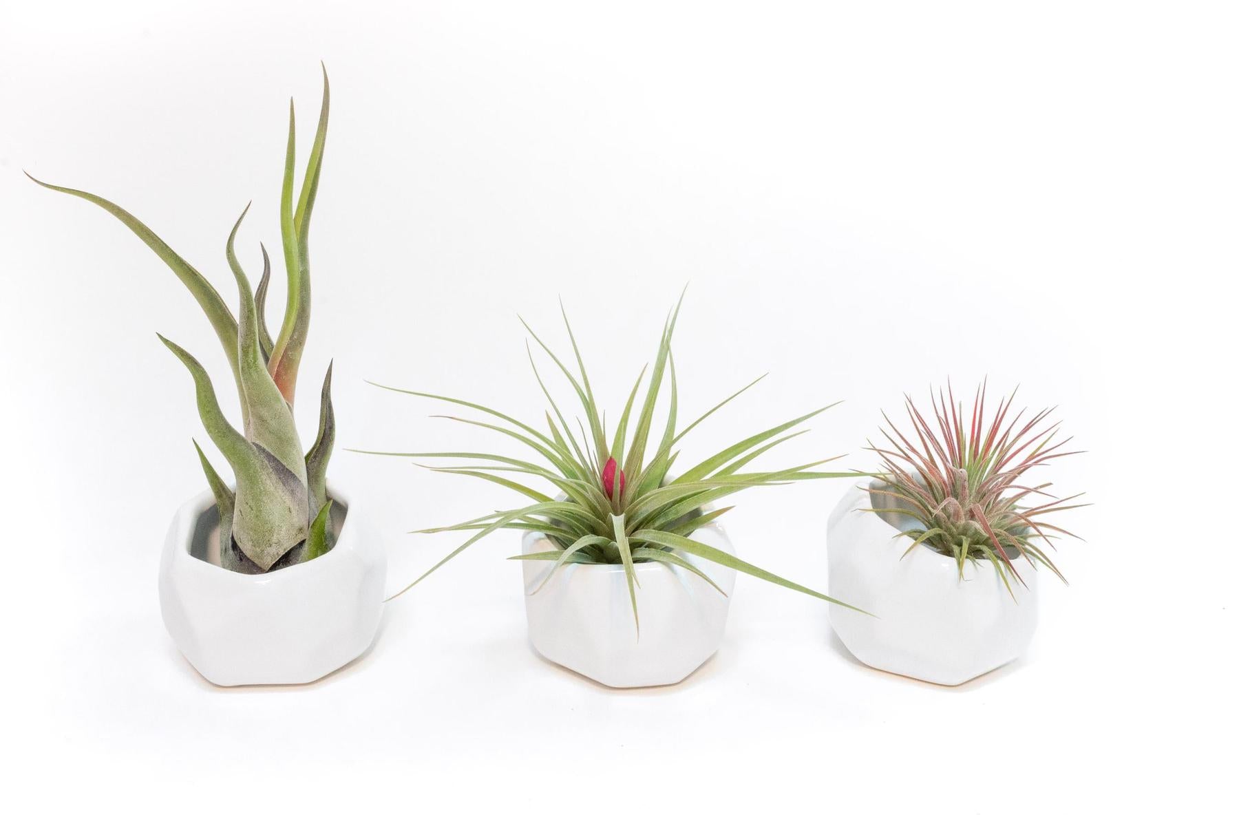 Trio of White Geometric Ceramic Containers with Assorted Tillandsia Air Plants-The Succulent Source